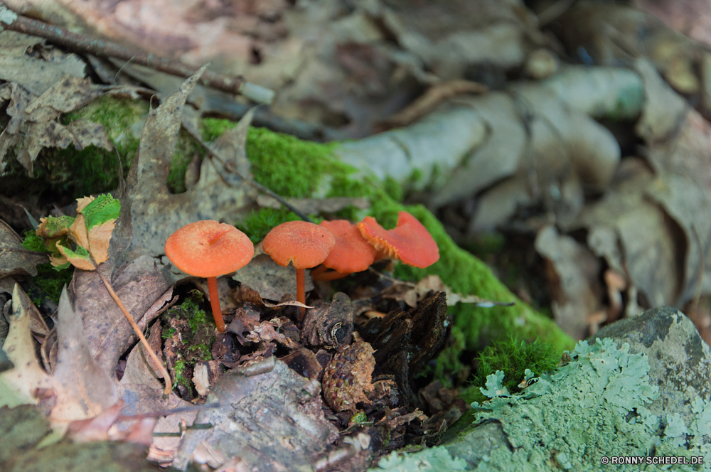 Shenandoah National Park Pilz Gemüse zu produzieren Essen Pilz Organismus Herbst Mahlzeit Blätter Wald Orange Feinschmecker Küche Fleisch Pflanze gesund natürliche Abendessen Blatt Kraut Braun Kochen köstliche gelb Saison Mittagessen Platte frisch heiß Gericht Restaurant bunte fallen Roast Schließen closeup Farbe Essen lecker essbare Pfeffer Zutat Gras Steak gekocht Bio Garten Grill geröstet vorbereitet Snack Belaubung Kochen Tomaten Textur Obst Sommer Schweinefleisch gegrillt Rindfleisch trocken Ernährung Essen Holz frische Luft Gemüse Ernährung Hintergründe Roh Pilze Baum saisonale Grill niemand Boden schwarz Soße Salat Umgebung Pilze würzig gebraten Vorbereitung im freien Gesundheit GAP im freien brotmesser Karotte Flora Wachstum mushroom vegetable produce food fungus organism autumn meal leaves forest orange gourmet cuisine meat plant healthy natural dinner leaf herb brown cooking delicious yellow season lunch plate fresh hot dish restaurant colorful fall roast close closeup color eating tasty edible pepper ingredient grass steak cooked organic garden grill roasted prepared snack foliage cook tomato texture fruit summer pork grilled beef dry nutrition eat wood freshness vegetables diet backgrounds raw mushrooms tree seasonal barbecue nobody ground black sauce salad environment fungi spicy fried preparation outdoor health cap outdoors slice carrot flora growth