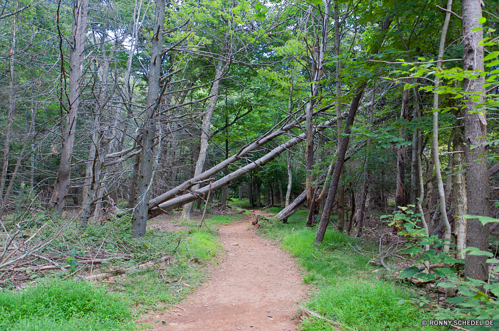 Shenandoah National Park Baum woody plant Wald vascular plant Bäume Pflanze Landschaft Pfad Hölzer Park Blatt Umgebung Holz im freien Belaubung Wildnis Birke Sommer natürliche Gras Entwicklung des ländlichen Wanderweg Branch Straße Frühling Saison Blätter im freien Wandern Szenerie Wild Wanderweg landschaftlich Kofferraum Sonnenlicht üppige zu Fuß sonnig Wanderung Dschungel ruhige Reisen Fluss Herbst Sonne friedliche Kiefer Fuß Szene Frieden Landschaft Tag fallen Farbe Bewuchs Garten Busch Himmel am Morgen Waldland Schatten Licht durch Berg Wasser Wachstum Land Art und Weise Umwelt- Spur Bereich Zweige Flora gefallen Hain außerhalb alt Pflanzen Land Bäumchen Gehweg Blätter Tropischer Boden Rinde aus Holz white mangrove tree woody plant forest vascular plant trees plant landscape path woods park leaf environment wood outdoor foliage wilderness birch summer natural grass rural trail branch road spring season leaves outdoors hiking scenery wild footpath scenic trunk sunlight lush walk sunny hike jungle tranquil travel river autumn sun peaceful pine walking scene peace countryside day fall color vegetation garden bush sky morning woodland shadow light through mountain water growth country way environmental lane area branches flora fallen grove outside old plants land sapling walkway leafs tropical ground bark wooden white mangrove