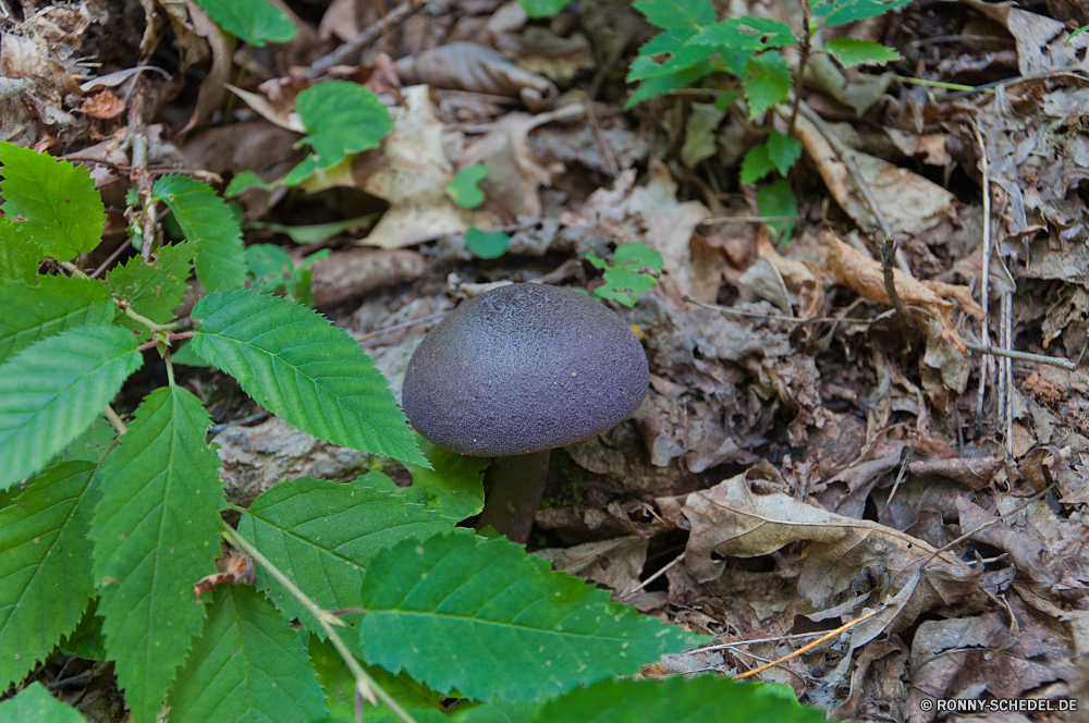 Shenandoah National Park Zuckermelone Melone Obst Essbare Früchte Walnuss edible nut frisch Nut natürliche Gemüse gesund Baum saisonale Saison Pflanze Samen Pilz zu produzieren Landwirtschaft Gesundheit reif Ernte Blatt Blätter Wald Schließen Bio Runde Urlaub Orange saftige Farbe Herbst Ernährung Vitamin Ernährung Feld essbare Saft Ernte Gras Essen Dekoration Essen fallen Bauernhof Kugel Braun Feier Tropischer wachsen gelb festlich Zitrus Pilz Zutat closeup Garten Vorbau exotische hell Stein Muster Umgebung Objekt Branch bunte Vegetarier süß muskmelon melon fruit edible fruit walnut edible nut fresh nut natural vegetable healthy tree seasonal season plant seed mushroom produce agriculture health ripe harvest leaf leaves forest close organic round holiday orange juicy color autumn diet vitamin nutrition field edible juice crop grass food decoration eat fall farm ball brown celebration tropical grow yellow festive citrus fungus ingredient closeup garden stem exotic bright stone pattern environment object branch colorful vegetarian sweet