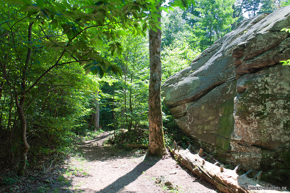 Shenandoah National Park Baum woody plant Wald vascular plant Pflanze Bäume Landschaft Park Hölzer Holz Sommer Belaubung im freien Gras Umgebung Saison im freien natürliche Blätter Blatt Wildnis Dschungel Berg Szenerie Frühling Kofferraum Reisen southern beech Stein Wasser Frieden Tropischer Fels Branch Wandern Fluss Pfad Kiefer Wanderweg Bewuchs landschaftlich Szene Tanne Berge Eiche ruhige üppige Himmel Wild friedliche nationalen Mahagoni Moos Entwicklung des ländlichen Sonne Regen fallen Tourismus Sonnenlicht Rinde Wanderung Felsen Pflanzen alt Wetter nass Wanderweg Wachstum Herbst durch Zweige Tag Bereich zu Fuß frisch cork tree Landschaft Straße Land Waldland sonnig Fuß Stream gelassene Garten Feld Licht See tree woody plant forest vascular plant plant trees landscape park woods wood summer foliage outdoor grass environment season outdoors natural leaves leaf wilderness jungle mountain scenery spring trunk travel southern beech stone water peace tropical rock branch hiking river path pine trail vegetation scenic scene fir mountains oak tranquil lush sky wild peaceful national mahogany moss rural sun rain fall tourism sunlight bark hike rocks plants old weather wet footpath growth autumn through branches day area walk fresh cork tree countryside road country woodland sunny walking stream serene garden field light lake