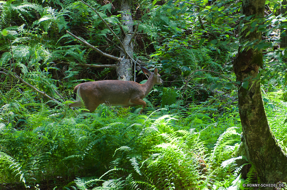 Shenandoah National Park Buck Säugetier Plazenta Wildtiere Hirsch Wirbeltiere Wild Park Gras im freien Wald Baum Braun Tier Chordatiere Tiere natürliche Sommer Wildnis Hölzer Pelz Männchen Feld Hase Geweih Hirsch Geweihe Blatt Hase Bäume Umgebung Landschaft Frühling Dreibinden Antilope im freien Wasser Blätter nationalen Jagd Pflanze Entwicklung des ländlichen Herbst Safari Pfau Essen Fluss Fütterung Ohren Erhaltung Reisen See Wiese Sonne Berg Damhirschkuh Impala niedlich Beweidung Teich Schwanz Busch peafowl Garten Holz Spiel woody plant fallen vascular plant Himmel buck mammal placental wildlife deer vertebrate wild park grass outdoors forest tree brown animal chordate animals natural summer wilderness woods fur male field hare antler stag antlers leaf bunny trees environment landscape spring whitetail antelope outdoor water leaves national hunting plant rural autumn safari peacock eating river feeding ears conservation travel lake meadow sun mountain doe impala cute grazing pond tail bush peafowl garden wood game woody plant fall vascular plant sky