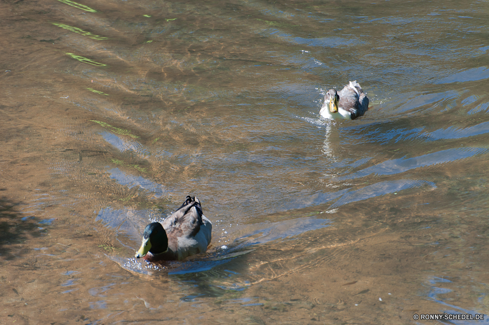 Blue Ridge Parkway Sceada Ente Schnorchel Atmung-Gerät Wasser Wasservögel Gerät See Vogel Teich Wildtiere Schwimmen Wild Meer im freien aquatische Vogel Sommer Schwimmen Fluss Strand Reflexion Schnabel Feder Vögel Stockente im freien Ozean nass Sport natürliche Reisen Flügel Schwimmbad Urlaub fliegen Tiere Fisch Park Flug platsch Freizeit aktive Umgebung Federn Landschaft paar Boot Aktion ruhige Aktivität Himmel Menschen Farbe Enten Flügel Leben Tropischer Männchen Entspannen Sie sich Kopf Sonnenuntergang Schwimmen Geflügel Seen Welle Marine Entspannung friedliche spielen Küste niedlich Erholung drake duck snorkel breathing device water waterfowl device lake bird pond wildlife swim wild sea outdoors aquatic bird summer swimming river beach reflection beak feather birds mallard outdoor ocean wet sport natural travel wing pool vacation fly animals fish park flight splash leisure active environment feathers landscape couple boat action tranquil activity sky people color ducks wings life tropical male relax head sunset float fowl lakes wave marine relaxation peaceful playing coast cute recreation