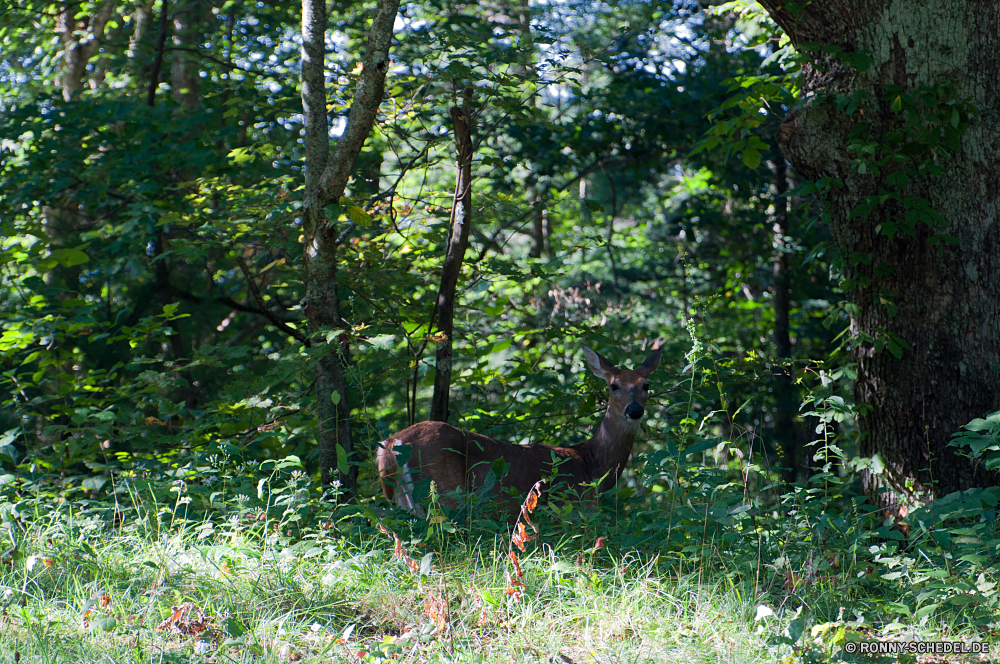 Blue Ridge Parkway Turkei Vogel Wald Baum Wildtiere Wild Gras Antilope Impala Park Hirsch im freien Bäume Pfau Landschaft peafowl Tiere im freien Hölzer Sommer Braun Gazelle Feld Wiederkäuer Entwicklung des ländlichen Säugetier Giraffe Wiese natürliche Reisen Blätter Fasan Wildnis Umgebung Zoo Wasser Bauernhof Buck Safari Frühling Tourismus Talos IV – Tabu fallen Szenerie Dreibinden Fütterung Jagd Schnabel Busch Himmel Pferd groß Holz Pflanzen Belaubung Branch Tag Herbst Blatt turkey bird forest tree wildlife wild grass antelope impala park deer outdoors trees peacock landscape peafowl animals outdoor woods summer brown gazelle field ruminant rural mammal giraffe meadow natural travel leaves pheasant wilderness environment zoo water farm buck safari spring tourism menagerie fall scenery whitetail feeding hunting beak bush sky horse tall wood plants foliage branch day autumn leaf