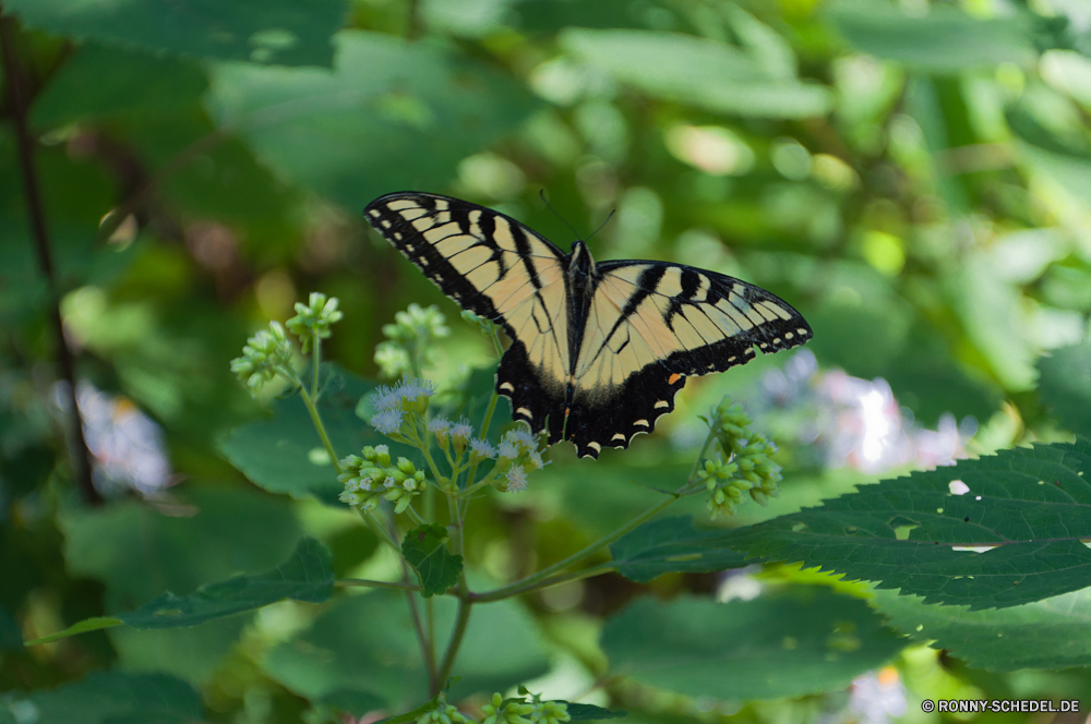 Blue Ridge Parkway Schmetterling Insekt Admiral Pflanze Monarch fliegen vascular plant Strauch Kraut Blume Garten Flügel woody plant Fehler Flügel Sommer Frühling Schließen Wildtiere Blatt Wild Antenne natürliche bunte Farbe schwarz gelb Branch Gras Orange Blätter butterfly bush closeup zarte Baum Schmetterlinge ziemlich hell im freien sitzen Umgebung einzelne Detail Wiese Licht Blumen spicebush Blüte Nektar Insekten Tropischer mountain mint Braun fliegen Blumen blühen Schwalbenschwanz Fütterung Flug frei ruhelosigkeit Biologie Schmetterling (Nachtfalter) common unicorn plant Saison Freiheit Flamme exotische Flora Muster Gliederfüßer Gärten Blütenstaub anmutige Flecken Tierwelt Leben saisonale üppige Floral Erhaltung Regen Rosa lebendige Vorbau Tiere Organismus Tag butterfly insect admiral plant monarch fly vascular plant shrub herb flower garden wings woody plant bug wing summer spring close wildlife leaf wild antenna natural colorful color black yellow branch grass orange leaves butterfly bush closeup delicate tree butterflies pretty bright outdoors sitting environment single detail meadow light flowers spicebush bloom nectar insects tropical mountain mint brown flying blossom swallowtail feeding flight free resting biology moth common unicorn plant season freedom flame exotic flora pattern arthropod gardens pollen graceful spots fauna life seasonal lush floral conservation rain pink vivid stem animals organism day