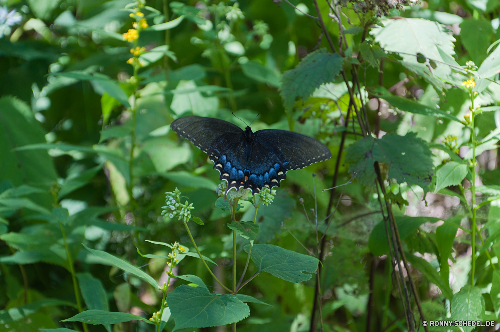 Blue Ridge Parkway aquatische Pflanze Blatt Wildtiere Alligator Reptil Baum Blätter Wild Blume natürliche Wasser im freien Insekt Sommer Schließen Branch Schmetterling bunte vascular plant fliegen Schildkröte Schlange Flügel Garten Leben gelb Umgebung Sumpfschildkröte Wein Wasser Schlange Weingut Traube Bund fürs Leben Pflanzen schwarz Vogel Farbe Gras woody plant Obst closeup Auge Teich Rebe Bewuchs Landwirtschaft Amphibie Park nass Detail Blumen Flügel Frühling hell See frisch Flora Muster Essen Sonne Wachstum Kraut Strauch Trauben Saison Tropischer Feld Belaubung reif Weinrebe Schnabel Skala Beere Bio Ernte Ernte Tiere Licht Reflexion Fluss Tag Herbst aquatic plant leaf wildlife alligator reptile tree leaves wild flower natural water outdoors insect summer close branch butterfly colorful vascular plant fly turtle snake wings garden life yellow environment terrapin wine water snake vineyard grape bunch plants black bird color grass woody plant fruit closeup eye pond vine vegetation agriculture amphibian park wet detail flowers wing spring bright lake fresh flora pattern food sun growth herb shrub grapes season tropical field foliage ripe grapevine beak scale berry organic harvest crop animals light reflection river day autumn