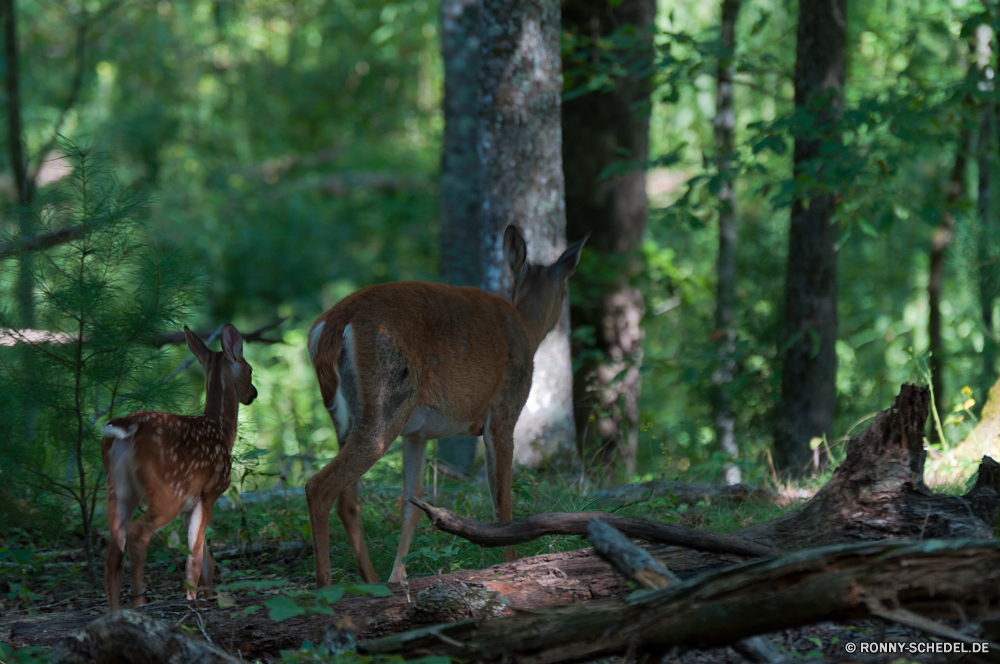 Great Smoky Mountains National Park Buck Plazenta Säugetier Wirbeltiere Wildtiere Hirsch Tier Antilope Wild Chordatiere Wald Impala Gras Dreibinden Park Braun Safari Hölzer Damhirschkuh Spiel Bäume Hörner Jagd Gazelle Wildnis nationalen Pelz Tiere Geweihe Essen Wiederkäuer im freien Reh im freien reservieren Zoo Erhaltung Süden Reisen Pflanzenfresser ausblenden Baum Landschaft Geweih stehende Sommer Herbst Elch Blätter Frühling Schwanz Feld Männchen buck placental mammal vertebrate wildlife deer animal antelope wild chordate forest impala grass whitetail park brown safari woods doe game trees horns hunting gazelle wilderness national fur animals antlers eating ruminant outdoors fawn outdoor reserve zoo conservation south travel herbivore hide tree landscape antler standing summer autumn elk leaves spring tail field male