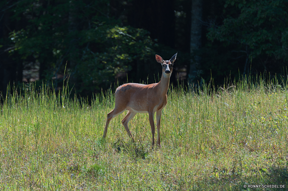 Great Smoky Mountains National Park Buck Antilope Säugetier Plazenta Wildtiere Hirsch Impala Wirbeltiere Wild Wiederkäuer Gras Dreibinden Park Safari Wald Braun Jagd Wildnis Gazelle Damhirschkuh nationalen Hörner Chordatiere Geweihe Männchen Feld Pflanzenfresser Spiel Bäume Tiere Hölzer im freien Erhaltung Süden ausblenden Pferd Weide Reh Wiese reservieren Schwanz wildes Tier Savanne im freien Sommer Huftier Dreibinden-Hirsch Weiden samt Beweidung Entwicklung des ländlichen Pferde Warnung Ohren Essen Pelz Bauernhof südlichen Baum Kopf Landschaft natürliche buck antelope mammal placental wildlife deer impala vertebrate wild ruminant grass whitetail park safari forest brown hunting wilderness gazelle doe national horns chordate antlers male field herbivore game trees animals woods outdoor conservation south hide horse pasture fawn meadow reserve tail wild animal savanna outdoors summer ungulate whitetail deer graze velvet grazing rural horses alert ears eating fur farm southern tree head landscape natural