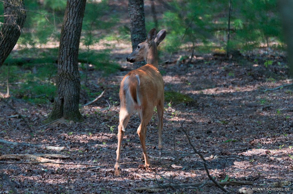 Great Smoky Mountains National Park Impala Antilope Wiederkäuer Wildtiere Hirsch Buck Wild Dreibinden Gras Safari Wald Braun Gazelle Hörner Park Damhirschkuh Jagd Wildnis Hölzer Tiere nationalen Bäume Geweihe Pflanzenfresser Männchen Plazenta ausblenden Süden Essen samt Spiel im freien Pferd Pelz Feld im freien Sommer wildes Tier Savanne Beweidung Kopf Sonne Dreibinden-Hirsch Reh Geweih die Ohren Baum Schwanz Weide Reisen impala antelope ruminant wildlife deer buck wild whitetail grass safari forest brown gazelle horns park doe hunting wilderness woods animals national trees antlers herbivore male placental hide south eating velvet game outdoors horse fur field outdoor summer wild animal savanna grazing head sun whitetail deer fawn antler that ears tree tail pasture travel