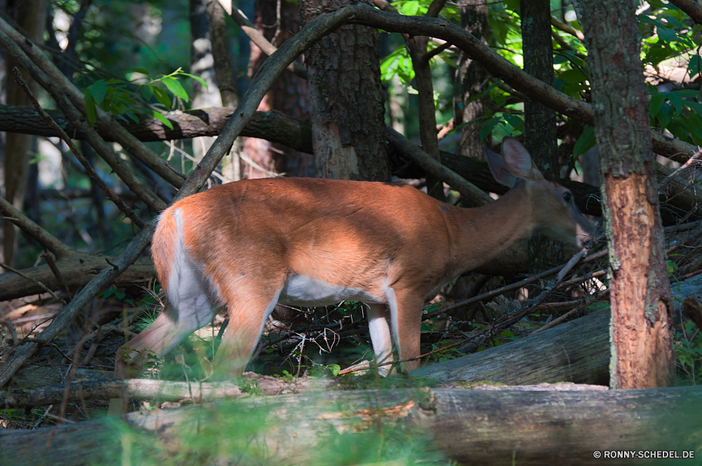 Great Smoky Mountains National Park PUMA Katze Wildkatze Wildtiere Wilder Hund Katzenartige Wild Hundeartige Säugetier Raubtier Zoo Safari Löwe Hirsch Park Gras Wildnis Pelz Braun Antilope Impala Dingo im freien Wald Fleischfresser Baum Pferd Tiere Kopf Entwicklung des ländlichen Beweidung Bauernhof Buck Spiel Talos IV – Tabu gefährliche Ranch nationalen Bestie Jäger reservieren Mund Jagd natürliche Dschungel Weide Erhaltung Süden Sommer Lebensraum Pferde Landschaft Haare Red wolf Augen Feld Haustier im freien Schließen Bäume Löwin Mähne Jagd stielaugen Ohren Rest Huftier Wiese Vieh Hörner Tag gefährdet Gesicht schwarz Hund Säugetiere Schnurrhaare Reisen Busch ruhelosigkeit Wolf Landschaft Plazenta Gefahr Sonne Porträt Land Suchen cougar cat wildcat wildlife wild dog feline wild canine mammal predator zoo safari lion deer park grass wilderness fur brown antelope impala dingo outdoors forest carnivore tree horse animals head rural grazing farm buck game menagerie dangerous ranch national beast hunter reserve mouth hunt natural jungle pasture conservation south summer habitat horses landscape hair red wolf eyes field pet outdoor close trees lioness mane hunting stare ears rest ungulate meadow livestock horns day endangered face black dog mammals whiskers travel bush resting wolf countryside placental danger sun portrait country look