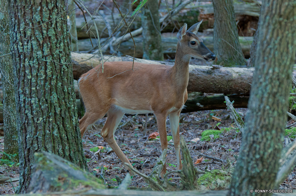 Great Smoky Mountains National Park Buck Plazenta Säugetier Hirsch Wildtiere Wirbeltiere Tier Dreibinden Wild Chordatiere Antilope Damhirschkuh Wald Impala Gras Braun Jagd Hölzer Pelz Park Reh Safari ausblenden Geweihe Hörner Wiederkäuer Wildnis Männchen Essen niedlich Tiere Dreibinden-Hirsch Gazelle Bäume wildes Tier die getupft Erhaltung Süden im freien im freien nationalen samt Jagd stehende Flecken Ohren Sommer Spiel Frühling buck placental mammal deer wildlife vertebrate animal whitetail wild chordate antelope doe forest impala grass brown hunting woods fur park fawn safari hide antlers horns ruminant wilderness male eating cute animals whitetail deer gazelle trees wild animal that spotted conservation south outdoor outdoors national velvet hunt standing spots ears summer game spring