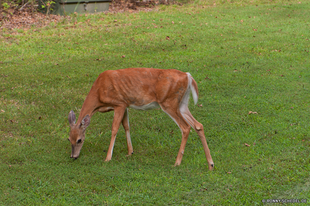  Sauerampfer Pferd Pferde Gras Pferde Weide Bauernhof Braun Feld Entwicklung des ländlichen Antilope Fohlen Ranch Wildtiere Stute Wiese Beweidung Huftier Colt Hengst Hirsch Mähne Tiere Wild Impala Weiden Schwanz Dreibinden Gazelle Bäume Essen Sommer zwei Landschaft Buck Kastanie Wald Männchen Pferdesport Wiederkäuer Mutter Essen Zaun Land Vollblut Säugetier Haustier Baum Junge Säugetier Damhirschkuh ausblenden Vieh im freien Landschaft Hörner Frühling Trense Stutfohlen Corral Pony Szene im freien sorrel horse equine grass horses pasture farm brown field rural antelope foal ranch wildlife mare meadow grazing ungulate colt stallion deer mane animals wild impala graze tail whitetail gazelle trees eating summer two countryside buck chestnut forest male equestrian ruminant mother eat fence country thoroughbred mammal pet tree young mammal doe hide livestock outdoors landscape horns spring bridle filly corral pony scene outdoor
