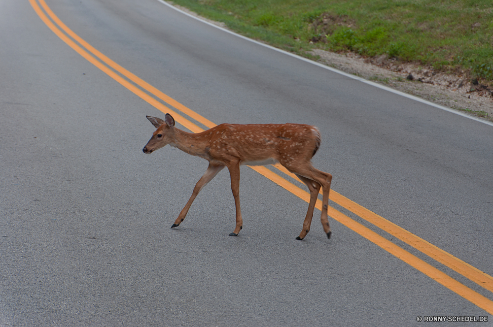  Hirsch Wildtiere Säugetier Barrow Tier Handwagen Wild Buck Radfahrzeug Dreibinden Gras Braun Wald Straße Damhirschkuh Fahrzeug Jagd Park Reisen Antilope Reh im freien Landschaft Asphalt Autobahn Hölzer Pelz Gerät Wildnis Himmel Berge Gazelle niedlich die Safari Wüste nationalen Sommer Vermittlung wildes Tier Hörner ausblenden Entwicklung des ländlichen getupft Laufwerk Sand Essen Straße Transport Strand Dreibinden-Hirsch Geweih Geweihe Sitz Meer Flecken Verkehr Kopf Feld Tourismus Impala Stuhl Wiederkäuer Männchen deer wildlife mammal barrow animal handcart wild buck wheeled vehicle whitetail grass brown forest road doe vehicle hunting park travel antelope fawn outdoors landscape asphalt highway woods fur device wilderness sky mountains gazelle cute that safari desert national summer conveyance wild animal horns hide rural spotted drive sand eating street transportation beach whitetail deer antler antlers seat sea spots traffic head field tourism impala chair ruminant male