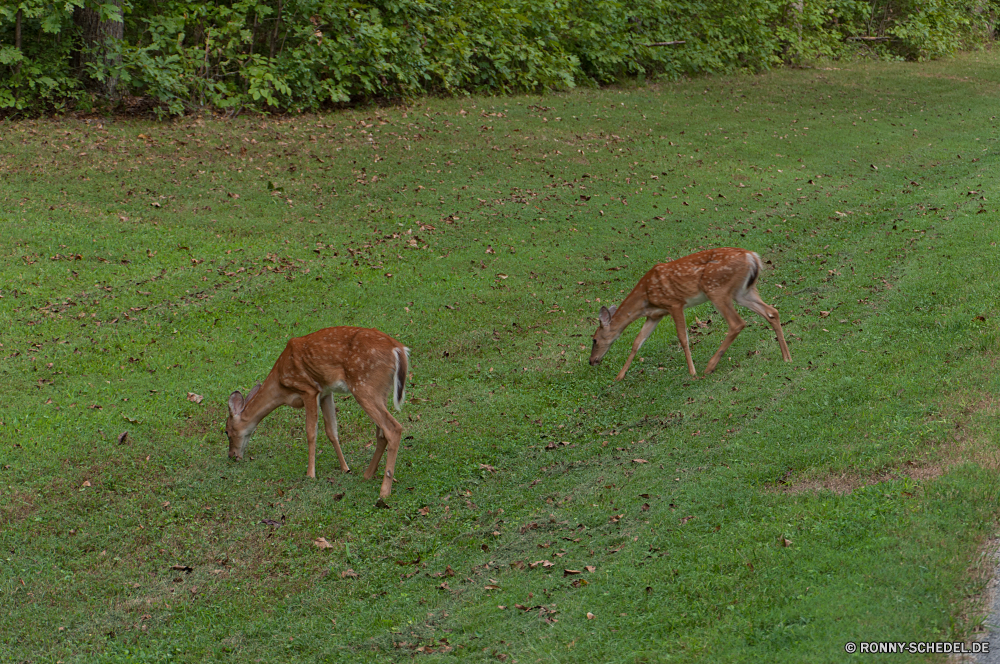  Impala Antilope Wiederkäuer Wildtiere Hirsch Wild Gazelle Safari Park Gras Buck Braun Dreibinden Hörner Wald nationalen Spiel Tiere Damhirschkuh reservieren Süden Pflanzenfresser Essen Erhaltung Geweihe Jagd Wildnis Pelz Reh Herde Giraffe Beweidung ausblenden Flecken im freien Bäume Geweih Männchen Reisen Feld Wiese stehende Säugetiere Zoo Ohren Sommer Busch Hölzer impala antelope ruminant wildlife deer wild gazelle safari park grass buck brown whitetail horns forest national game animals doe reserve south herbivore eating conservation antlers hunting wilderness fur fawn herd giraffe grazing hide spots outdoor trees antler male travel field meadow standing mammals zoo ears summer bush woods