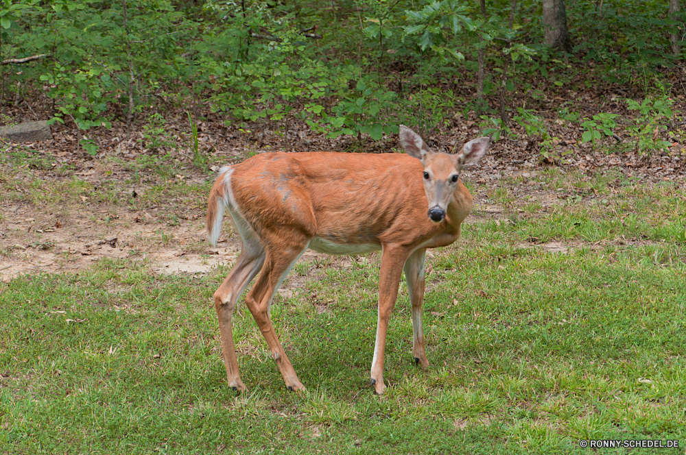  Pferd Sauerampfer Pferde Antilope Gras Gazelle Pferde Braun Bauernhof Impala Feld Weide Wildtiere Wild Entwicklung des ländlichen Wiederkäuer Tiere Ranch Fohlen Wiese Beweidung Hengst Huftier Hirsch Stute Mähne Colt Pony Buck Essen Sommer Schwanz Bäume Mutter Landschaft Dreibinden Park Vieh zwei Weiden im freien Wald Pferdesport Safari Baum Junge Säugetier Wildnis Kalb Hörner Land Säugetiere Zaun Frühling außerhalb Männchen im freien Essen Trense Damhirschkuh Kastanie Tag Porträt Ausführen Fuß Kopf Süden Pelz Plazenta Haustier Landwirtschaft horse sorrel equine antelope grass gazelle horses brown farm impala field pasture wildlife wild rural ruminant animals ranch foal meadow grazing stallion ungulate deer mare mane colt pony buck eating summer tail trees mother countryside whitetail park livestock two graze outdoors forest equestrian safari tree young mammal wilderness calf horns country mammals fence spring outside male outdoor eat bridle doe chestnut day portrait running walking head south fur placental pet agriculture