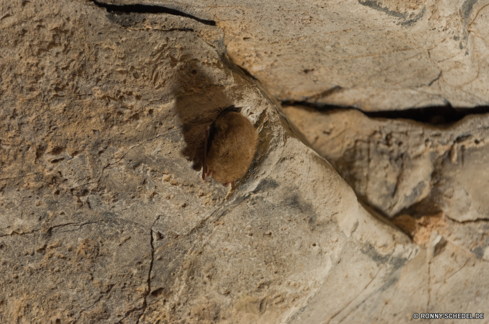 Mammoth Cave National Park Loch Sand Stein Textur alt Fels Mauer Muster Rau Oberfläche Gliederfüßer Braun texturierte Schmetterling (Nachtfalter) Material Erde Antike schmutzig Strand natürliche Boden Antik Detail Struktur Wirbellose geknackt Architektur Hintergründe Boden Beton Verwittert Wüste Reisen Gebäude Insekt Mungo Zement Trilobiten Grunge Säugetier Schließen Tapete Geologie Gestaltung zu knacken Baum Bau trocken Meer Farbe Retro Granit Verfall Nagetier Steine gelb im Alter von Sommer im freien Wasser Fleck Tag Schmutz hart Texturen Orange im freien Holz Tourismus Geschichte Sandstein sandigen Backstein Felsen Hintergrund closeup Wirkung malen Tunnel grau Kunst Durchgang niemand hole sand stone texture old rock wall pattern rough surface arthropod brown textured moth material earth ancient dirty beach natural soil antique detail structure invertebrate cracked architecture backgrounds ground concrete weathered desert travel building insect mongoose cement trilobite grunge mammal close wallpaper geology design crack tree construction dry sea color retro granite decay rodent stones yellow aged summer outdoors water stain day dirt hard textures orange outdoor wood tourism history sandstone sandy brick rocks backdrop closeup effect paint tunnel gray art passage nobody