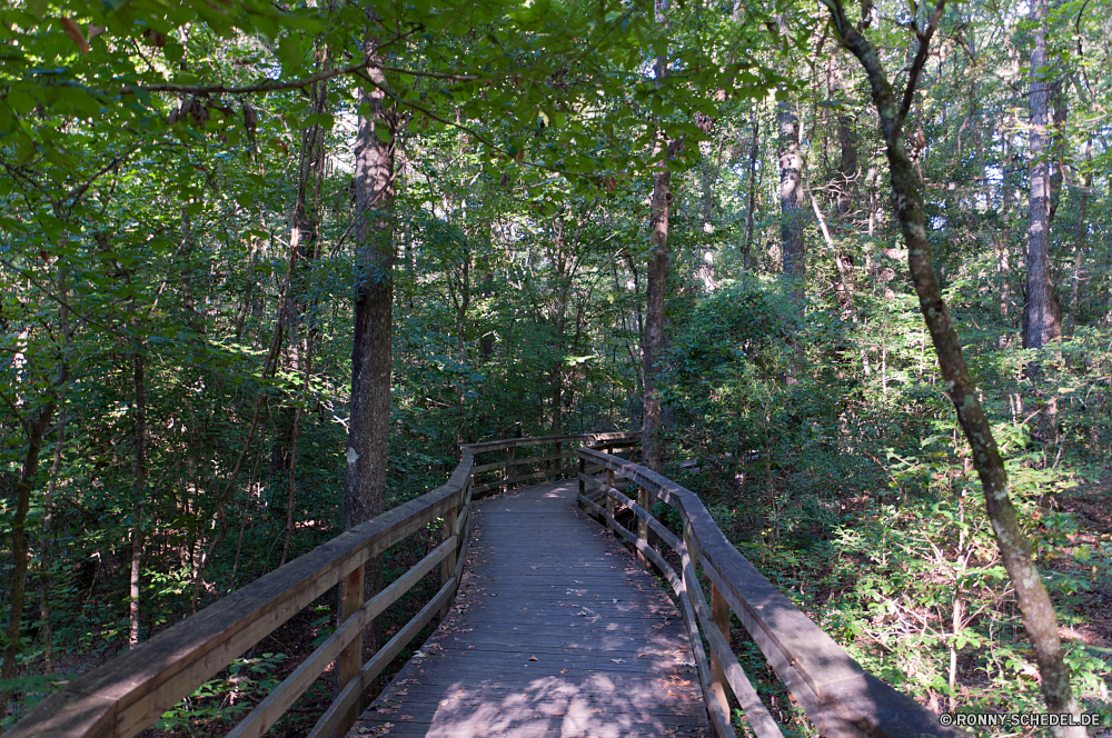 Congaree National Park Baum Wald Landschaft Park woody plant Bäume Brücke Holz im freien Umgebung Fluss natürliche Pfad Hängebrücke vascular plant Belaubung Sommer Reisen Szenerie Pflanze Wasser Berg Entwicklung des ländlichen fallen Gras Straße Track Frühling im freien Herbst Blätter Wild Wandern Hölzer Wildnis landschaftlich Fels Struktur Land Blatt Landschaft Stein sonnig durch Wanderweg white mangrove Kanal Wanderung Dschungel Tag Saison aus Holz Berge friedliche Sonnenlicht zu Fuß Stream Land alt außerhalb Frieden Himmel Tourismus Kofferraum Körper des Wassers Kiefer Sumpf Birke Bewuchs Fuß Garten Art und Weise ruhige Sonne Flora Licht niemand Abenteuer Tropischer Pflanzen Farbe Branch Braun Farben Wanderweg Moos Creek Szene Wasserfall üppige Regen Reise frische Luft Urlaub Ökologie See Ruhe gelb Erholung bunte tree forest landscape park woody plant trees bridge wood outdoor environment river natural path suspension bridge vascular plant foliage summer travel scenery plant water mountain rural fall grass road track spring outdoors autumn leaves wild hiking woods wilderness scenic rock structure land leaf countryside stone sunny through trail white mangrove channel hike jungle day season wooden mountains peaceful sunlight walk stream country old outside peace sky tourism trunk body of water pine swamp birch vegetation walking garden way tranquil sun flora light nobody adventure tropical plants color branch brown colors footpath moss creek scene waterfall lush rain journey freshness vacation ecology lake calm yellow recreation colorful