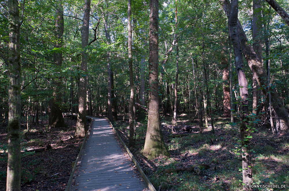 Congaree National Park Baum Wald woody plant Birke vascular plant Bäume Park Landschaft Pflanze Umgebung Blätter im freien Belaubung Holz Pfad natürliche Hölzer Entwicklung des ländlichen Herbst fallen Wandern Szenerie Sommer Wild Blatt Wanderweg Kofferraum Wildnis Gras Fluss Kiefer im freien Straße Frühling Reisen landschaftlich Dschungel Branch Wanderung Saison üppige Land zu Fuß sonnig friedliche Landschaft Bewuchs Wasser Land Wanderweg ruhige Tag Sonnenlicht Berg Fuß Waldland nationalen am Morgen Flora Farben Farbe Frieden Zweige gelb aus Holz frisch Stream Regen Stein Garten Tropischer Ökologie Licht durch southern beech Fels Szene Umwelt- Vorbau Sumpf Tourismus Himmel Bereich Schalter Moos Jahreszeiten Pflanzen See Sonne Wachstum Brücke Rinde außerhalb Busch Feuchtgebiet frische Luft Leuchten Schatten bunte Leben tree forest woody plant birch vascular plant trees park landscape plant environment leaves outdoor foliage wood path natural woods rural autumn fall hiking scenery summer wild leaf trail trunk wilderness grass river pine outdoors road spring travel scenic jungle branch hike season lush land walk sunny peaceful countryside vegetation water country footpath tranquil day sunlight mountain walking woodland national morning flora colors color peace branches yellow wooden fresh stream rain stone garden tropical ecology light through southern beech rock scene environmental stem swamp tourism sky area switch moss seasons plants lake sun growth bridge bark outside bush wetland freshness shine shadow colorful life