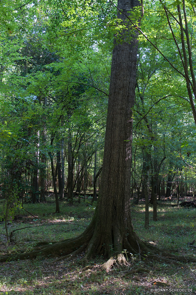 Congaree National Park Baum woody plant vascular plant Wald Pflanze Park Bäume Ulme Landschaft Umgebung Holz Hölzer Blätter Sommer Gras Bonsai natürliche im freien Belaubung Saison landschaftlich Szenerie Blatt Herbst Kofferraum im freien Garten Branch Sonne Linden Frühling fallen Szene Zweige Bewuchs southern beech Sonnenlicht See Tag Dschungel Himmel Licht Wasser Pfad ribbon tree sonnig friedliche üppige Entwicklung des ländlichen ruhige Reisen Flora Sumpf alt Land zu Fuß Tropischer bunte hell Kiefer Frieden Landschaft nationalen am Morgen Rinde Berg Fluss Moos Wanderung Wild Wandern Regen Rasen Obelisk Feld Ökologie Braun Rotholz Wanderweg Eiche Nebel Wildnis Busch Stein Fuß Felsen gelb Feuchtgebiet Land tree woody plant vascular plant forest plant park trees elm landscape environment wood woods leaves summer grass bonsai natural outdoor foliage season scenic scenery leaf autumn trunk outdoors garden branch sun linden spring fall scene branches vegetation southern beech sunlight lake day jungle sky light water path ribbon tree sunny peaceful lush rural tranquil travel flora swamp old land walk tropical colorful bright pine peace countryside national morning bark mountain river moss hike wild hiking rain lawn obelisk field ecology brown redwood footpath oak fog wilderness bush stone walking rocks yellow wetland country