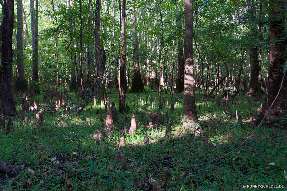 Congaree National Park Baum woody plant Wald vascular plant Pflanze Bäume Landschaft Park Holz Hölzer Umgebung Kofferraum Blatt Blätter Sommer Belaubung natürliche im freien Birke im freien Wild Saison Szenerie Frühling Gras Wildnis landschaftlich Wandern Branch Herbst Sonnenlicht Tag Teakholz Kiefer Dschungel Bewuchs zu Fuß Pfad Entwicklung des ländlichen Licht friedliche Zweige fallen Wanderung Fuß Umwelt- Wanderweg Farbe Wanderweg sonnig Rinde See Waldland üppige Reisen Sonne frisch Sumpf Szene Land Vorbau Pflanzen Leben Ökologie am Morgen Straße Flora Mahagoni nationalen ruhige Schatten Garten Berg Fluss Bereich Busch hell Art und Weise Abenteuer Landschaft Erholung ribbon tree Moos Blätter Feuchtgebiet Tropischer Regen Hain Leuchten gelb Menschen bunte Männchen Wachstum niemand tree woody plant forest vascular plant plant trees landscape park wood woods environment trunk leaf leaves summer foliage natural outdoor birch outdoors wild season scenery spring grass wilderness scenic hiking branch autumn sunlight day teak pine jungle vegetation walk path rural light peaceful branches fall hike walking environmental footpath color trail sunny bark lake woodland lush travel sun fresh swamp scene land stem plants life ecology morning road flora mahogany national tranquil shadow garden mountain river area bush bright way adventure countryside recreation ribbon tree moss leafs wetland tropical rain grove shine yellow people colorful male growth nobody