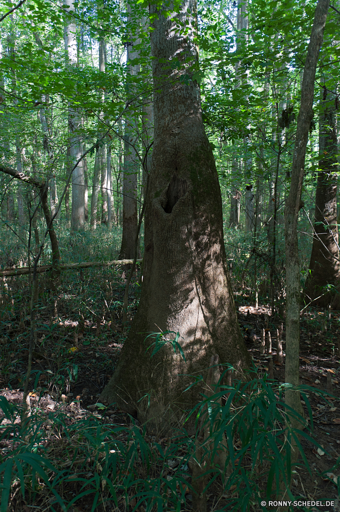 Congaree National Park Baum woody plant Wald vascular plant Park Pflanze Landschaft Bäume Holz Hölzer Umgebung Kofferraum im freien Belaubung Blätter Sommer ribbon tree natürliche Blatt Mahagoni Branch im freien Gras Frühling Saison Sonnenlicht landschaftlich bottle-tree Szenerie Dschungel Wild Bewuchs Wildnis Teakholz Entwicklung des ländlichen üppige Herbst nationalen Sonne Tag Rinde Sumpf Reisen Szene sonnig Farbe fallen Regen Umwelt- Tropischer Ökologie Zweige Wandern Land Himmel zu Fuß Pfau am Morgen Licht Pfad groß friedliche Frieden ruhige Waldland Berg Land Busch Fuß Leben Feuchtgebiet Landschaft peafowl dichten Wanderweg Wanderweg Einsamkeit Birke Garten Feld Pflanzen Straße Flora Rotholz Hain bunte southern beech hell Wanderung Fasan Bereich Abenteuer Strahl Vorbau Tourismus Wasser See Kiefer niemand tree woody plant forest vascular plant park plant landscape trees wood woods environment trunk outdoor foliage leaves summer ribbon tree natural leaf mahogany branch outdoors grass spring season sunlight scenic bottle-tree scenery jungle wild vegetation wilderness teak rural lush autumn national sun day bark swamp travel scene sunny color fall rain environmental tropical ecology branches hiking land sky walk peacock morning light path tall peaceful peace tranquil woodland mountain country bush walking life wetland countryside peafowl dense footpath trail solitude birch garden field plants road flora redwood grove colorful southern beech bright hike pheasant area adventure ray stem tourism water lake pine nobody