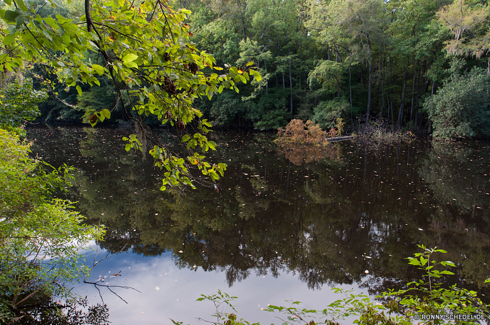 Congaree National Park Baum woody plant Wald vascular plant Landschaft Pflanze Herbst Park Blatt Fluss Belaubung Wasser Gras Bäume fallen Umgebung im freien See Saison Land Entwicklung des ländlichen im freien Hölzer Szene Sommer Himmel natürliche Blätter Branch Frühling ruhige Szenerie Berg üppige Reflexion Akazie gelb Sonnenlicht Holz Sumpf Farbe landschaftlich bunte Garten Tag friedliche Teich Wiese Landschaften Stein Wildnis sonnig Landschaft Feuchtgebiet Birke Stream Fels Reisen Wolken Feld Land klar idyllische Strauch Ruhe Frieden Ahorn Orange Flora ruhig Busch Sonne Berge Wild Pfad Ökologie frische Luft white mangrove am Morgen saisonale Licht Bereich Blume Waldland Wolke Kiefer Tal Entspannen Sie sich Sonnenaufgang Pflanzen Gold frisch Farben Leben Wachstum niemand tree woody plant forest vascular plant landscape plant autumn park leaf river foliage water grass trees fall environment outdoor lake season land rural outdoors woods scene summer sky natural leaves branch spring tranquil scenery mountain lush reflection acacia yellow sunlight wood swamp color scenic colorful garden day peaceful pond meadow scenics stone wilderness sunny countryside wetland birch stream rock travel clouds field country clear idyllic shrub calm peace maple orange flora quiet bush sun mountains wild path ecology freshness white mangrove morning seasonal light area flower woodland cloud pine valley relax sunrise plants gold fresh colors life growth nobody