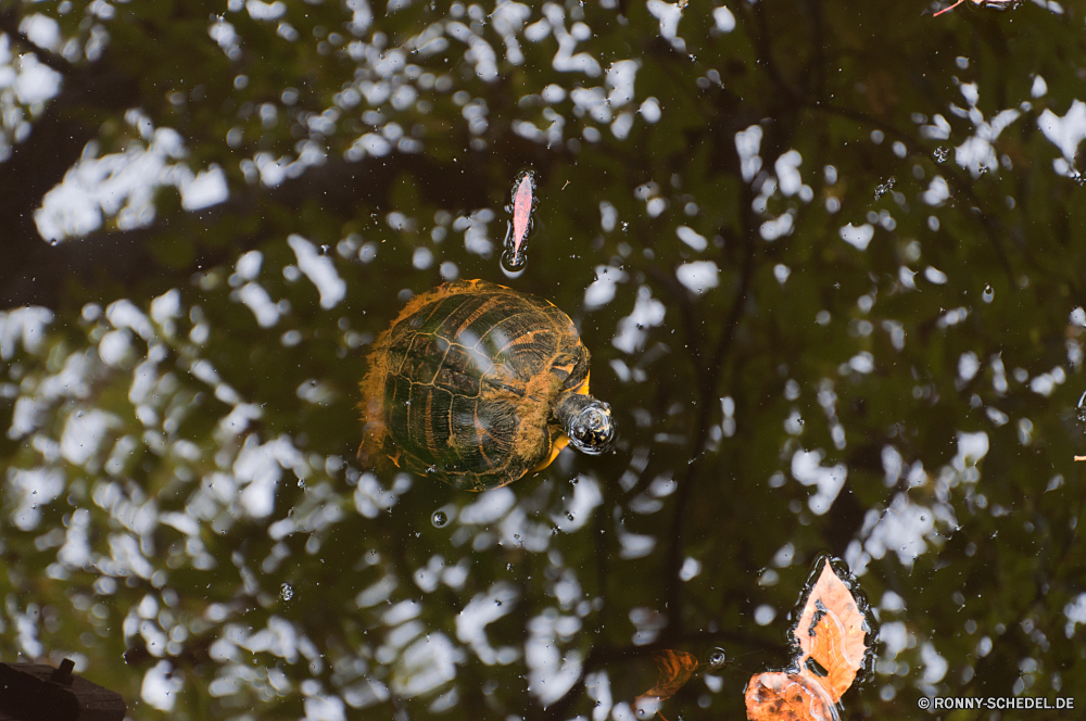 Congaree National Park Sumpfschildkröte Schildkröte Reptil Dosenschildkröte Schale langsam Schildkröte Wildtiere Mud turtle Wasser Urlaub Kugel Saison Welt hart festlich Feier saisonale Wild Baum glänzend Winter Sphäre Haustier Amphibie aquatische Frohe Verzierung Dekoration Schutz alt Kreatur — Teich niedlich bunte gelb Kopf Tradition Schließen Gold Ornamente Schwimmen Planet Globus Zurück Park Erde Spielerei Glas Skala Haustiere Bälle Tropischer Marine closeup Braun Objekt globale Gras Dekor wenig Reisen terrapin turtle reptile box turtle shell slow tortoise wildlife mud turtle water holiday ball season world hard festive celebration seasonal wild tree shiny winter sphere pet amphibian aquatic merry ornament decoration protection old creature pond cute colorful yellow head tradition close gold ornaments swim planet globe back park earth bauble glass scale pets balls tropical marine closeup brown object global grass decor little travel