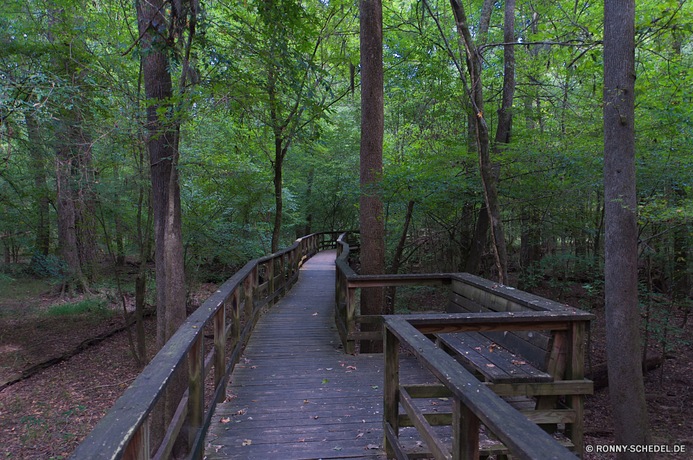 Congaree National Park Brücke Wald Baum Landschaft Hängebrücke Park Bäume Fluss Wasser Holz Kanal im freien Struktur Schritt Körper des Wassers Unterstützung Sommer fallen natürliche Gerät Pfad Umgebung Reisen Berg Herbst Entwicklung des ländlichen landschaftlich Wild Szenerie Stream aus Holz Gras Blätter Belaubung Landschaft Wandern Sumpf white mangrove Fels Straße Stein Garten zu Fuß Urlaub im freien Himmel Creek Hölzer See Barrier Saison Blatt durch Wanderweg Tourismus Pflanze Land Sonne Wildnis sonnig Berge Frühling Wasserfall woody plant Anlegestelle Moos Art und Weise idyllische Licht Land Feuchtgebiet friedliche Frieden alt ruhige Sonnenlicht Dschungel außerhalb Reling entspannende Küste Farben Wanderung Obstruktion Ufer Fuß Zaun am Morgen frisch Schatten Tag Architektur bridge forest tree landscape suspension bridge park trees river water wood channel outdoor structure step body of water support summer fall natural device path environment travel mountain autumn rural scenic wild scenery stream wooden grass leaves foliage countryside hiking swamp white mangrove rock road stone garden walk vacation outdoors sky creek woods lake barrier season leaf through trail tourism plant country sun wilderness sunny mountains spring waterfall woody plant pier moss way idyllic light land wetland peaceful peace old tranquil sunlight jungle outside railing relaxing coast colors hike obstruction shore walking fence morning fresh shadow day architecture