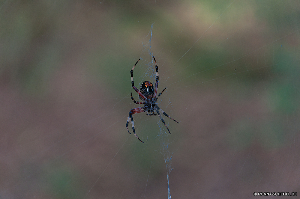 Congaree National Park Spinne Arachnid Spinnennetz Web Scheune-Spinne Gliederfüßer Spinnennetz schwarz und gold Gartenkreuzspinne Trap Wirbellose Gartenkreuzspinne Insekt Schließen schwarz Muster Fehler Wildtiere Nacht Himmel Gefahr Licht Gestaltung Blitz dunkel Sterne Farbe Angst Regen Tier Saison Wetter Raubtier beängstigend Sturm hell Spinnenphobie gruselig behaarte Detail Grafik kalt Beine Linie Winter Drop Textur Form Schnee Phobie glänzend Wasser Raum Hintergründe Braun Neu Wissenschaft Gewitter Biss Verzierung gefährliche Tropfen closeup natürliche Reflexion Jahr gelb am Morgen Feier bunte spider arachnid spider web web barn spider arthropod cobweb black and gold garden spider trap invertebrate garden spider insect close black pattern bug wildlife night sky danger light design lightning dark star color fear rain animal season weather predator scary storm bright arachnophobia creepy hairy detail graphic cold legs line winter drop texture shape snow phobia shiny water space backgrounds brown new science thunderstorm bite ornament dangerous drops closeup natural reflection year yellow morning celebration colorful