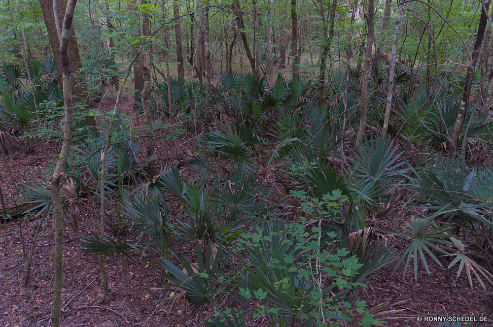 Congaree National Park Baum Pflanze vascular plant woody plant Landschaft Wald Garten Bäume Farn Kraut Park Flora Strauch natürliche im freien Frühling Gras Blatt friedliche Bewuchs Wasser im freien Holz ruhige Pepper tree Belaubung Branch Sommer Blätter Umgebung Herbst landschaftlich Kiefer Wild Pflanzen Blumen Farbe smoke bush Saison Szenerie Moos Dschungel Wanderweg Reisen Sonne Pfad Himmel Blume Fluss Hölzer Szene Winter fallen am Morgen Entwicklung des ländlichen Licht Busch Gartenarbeit Tropischer Regen Feld Wildnis Berg Wachstum dichten bunte Waldland Tag Fels Fenchel üppige Stein Muster Ruhe Wiese tree plant vascular plant woody plant landscape forest garden trees fern herb park flora shrub natural outdoors spring grass leaf peaceful vegetation water outdoor wood tranquil pepper tree foliage branch summer leaves environment autumn scenic pine wild plants flowers color smoke bush season scenery moss jungle trail travel sun path sky flower river woods scene winter fall morning rural light bush gardening tropical rain field wilderness mountain growth dense colorful woodland day rock fennel lush stone pattern calm meadow