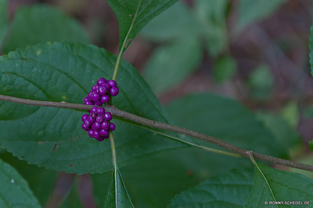 Congaree National Park Maulbeere Beere Obst Essbare Früchte Pflanze Blatt Baum zu produzieren Landwirtschaft Essen reif woody plant Garten Branch Blätter Sommer Ernte Traube Trauben Wein Weingut vascular plant Rebe Bund fürs Leben Schließen frisch süß saftige Strauch Herbst gesund wachsende Saison wachsen Cluster Insekt closeup natürliche Kaffee Dessert Entwicklung des ländlichen Bio Ernte Busch Bauernhof lecker Wachstum schwarz Vitamin Weingut Beeren Früchte Weinrebe lila Landbau Wald im freien Gruppe Feld fallen frische Luft BlackBerry hell saisonale Wild Kirsche Farbe Ernährung Gras Ernährung Belaubung Essen Flora Bewuchs Informationen Essen im freien Johannisbeere Detail gelb Fehler Gartenarbeit Botanischer Trinken Vorbau Fokus bunte Frühling Zutat mulberry berry fruit edible fruit plant leaf tree produce agriculture food ripe woody plant garden branch leaves summer harvest grape grapes wine vineyard vascular plant vine bunch close fresh sweet juicy shrub autumn healthy growing season grow cluster insect closeup natural coffee dessert rural organic crop bush farm tasty growth black vitamin winery berries fruits grapevine purple farming forest outdoors group field fall freshness blackberry bright seasonal wild cherry color diet grass nutrition foliage eat flora vegetation details eating outdoor currant detail yellow bug gardening botanical drink stem focus colorful spring ingredient