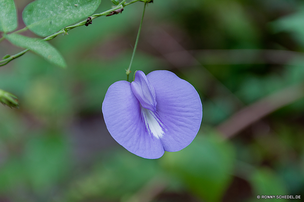 Congaree National Park Kraut vascular plant Flachs Pflanze Blume Garten Blumen blühen Blüte Frühling Flora Blumen Organismus Bratsche Floral Blütenblatt bunte Schmetterling natürliche Wiese Sommer Insekt Farbe Licht Rosa Gras lila Botanik Flamme blühen Blatt Botanischer Schließen closeup Blütenblätter gelb zarte im freien hell ziemlich Vorbau Detail Feld frisch Orange Blüte dekorative Blätter fliegen Zitrone fliegen Kleinheit Incarnadine Behaarung aviate Wasserrutsche Flit Mimikry Conduit Weinrot Duct Flieger Elite Zitrone Kräuter Nektar Karmesinrot blutig Aprikose Navigieren Kanal Bernstein gesprenkelt Rohr Blut Wachstum Weide Wild Braun Scharlachrot Native Textur Muster Blumenstrauß wachsen common wood sorrel Umgebung Absaugung blutrote Rötung Primel aber Rouge Spule Posy Premierminister Seetang Dekoration Rohr üppige Leben Saison Pflanzen noch im freien hocken saisonale Gestaltung Botanische Knospe frische Luft einzelne Landschaft herb vascular plant flax plant flower garden blossom bloom spring flora flowers organism viola floral petal colorful butterfly natural meadow summer insect color light pink grass purple botany flame blooming leaf botanical close closeup petals yellow delicate outdoor bright pretty stem detail field fresh orange flowering decorative leaves flying lemon fly littleness incarnadine hairiness aviate flume flit mimicry conduit claret duct flier elite citron herbage nectar crimson bloody apricot navigate channel amber mottled pipe blood growth pasture wild brown scarlet native texture pattern bouquet grow common wood sorrel environment suction ruddy redness primrose but rouge spool posy prime seaweed decoration tube lush life season plants still outdoors perching seasonal design botanic bud freshness single countryside