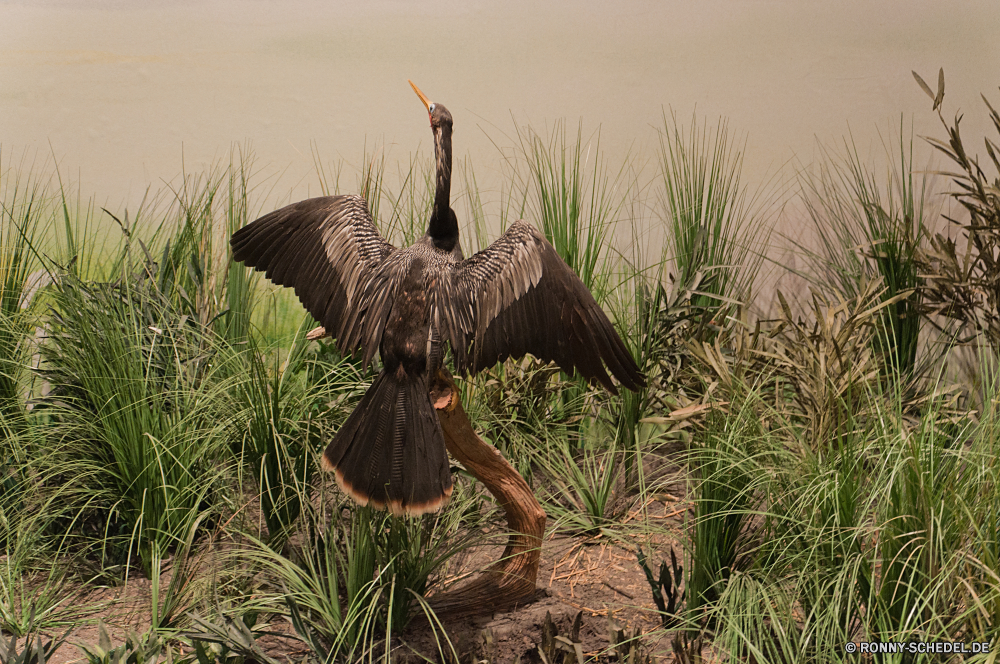 Kennedy Space Center Storch Schreitvogel Vogel aquatische Vogel Weißstorch Schwarzstorch Wildtiere Schnabel Wild Feder Federn fliegen Flügel Flügel fliegen Vögel Wasser Pelikan Flug Kran Himmel Vogelgrippe natürliche Fluss See Tiere Meer Gras im freien Safari Reiher Auge Ozean gefährdet im freien Erhaltung Park groß frei Freiheit nationalen Gefieder schwarz Verbreitung Umgebung Tierwelt Angeln Reisen Rechnung Sumpf Tropischer Raubtier Schließen Braun Leben Baum Feuchtgebiet Landschaft steigen Arten Ibis Strand Pilz Feld eine aufsteigend Landung Adler Jäger Essen reservieren außerhalb Beine exotische Farbe Küste Sommer stork wading bird bird aquatic bird white stork black stork wildlife beak wild feather feathers fly wings wing flying birds water pelican flight crane sky avian natural river lake animals sea grass outdoor safari heron eye ocean endangered outdoors conservation park great free freedom national plumage black spread environment fauna fishing travel bill swamp tropical predator close brown life tree wetland landscape soar species ibis beach mushroom field one soaring landing eagle hunter food reserve outside legs exotic color coast summer