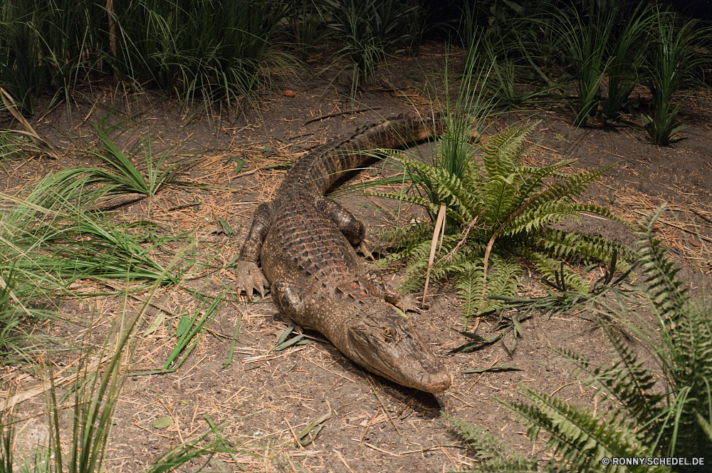 Kennedy Space Center Krokodil Alligator Reptil Eidechse Wildtiere Wild Wasser gefährliche Zoo Raubtier Mund Kopf Fleischfresser Fluss Gras Zähne Tropischer Skala Drache Auge Fels Tiere Gefahr Schließen Jäger Park im freien Teich Haut Kiefer Zahn im freien Tierwelt Wildnis Leguan wildes Tier Detail Skalen aquatische natürliche Baum Stein Reptilien Amphibie Schlange langsam Safari Boden Pflanze Umgebung Braun crocodile alligator reptile lizard wildlife wild water dangerous zoo predator mouth head carnivore river grass teeth tropical scale dragon eye rock animals danger close hunter park outdoor pond skin jaws tooth outdoors fauna wilderness iguana wild animal detail scales aquatic natural tree stone reptilian amphibian snake slow safari ground plant environment brown