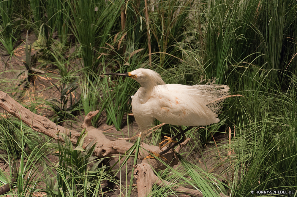 Kennedy Space Center Vogel Gans aquatische Vogel Schreitvogel Reiher Reiher Wasservögel Wildtiere Schnabel Feder Wasser Federn Flügel Wild Löffler Flügel See Vögel Pelikan Möwe Flug Rechnung Teich Tiere fliegen Ibis Fluss Gnade Möwe Gras fliegen Reflexion Frieden natürliche Auge Meer im freien Tierwelt groß Ente frei Freiheit Schwan Park stehende im freien Seevögel Gefieder Wildnis Himmel Taube Tag Reinheit Kopf Ozean Enten Vogelgrippe Küchlein Angeln gelb eine Ufer Schließen Liebe Leben anmutige Schwimmen Strand Erhaltung Landschaft schwarz bird goose aquatic bird wading bird egret heron waterfowl wildlife beak feather water feathers wing wild spoonbill wings lake birds pelican gull flight bill pond animals flying ibis river grace seagull grass fly reflection peace natural eye sea outdoors fauna great duck free freedom swan park standing outdoor seabird plumage wilderness sky dove day purity head ocean ducks avian nestling fishing yellow one shore close love life graceful swimming beach conservation landscape black