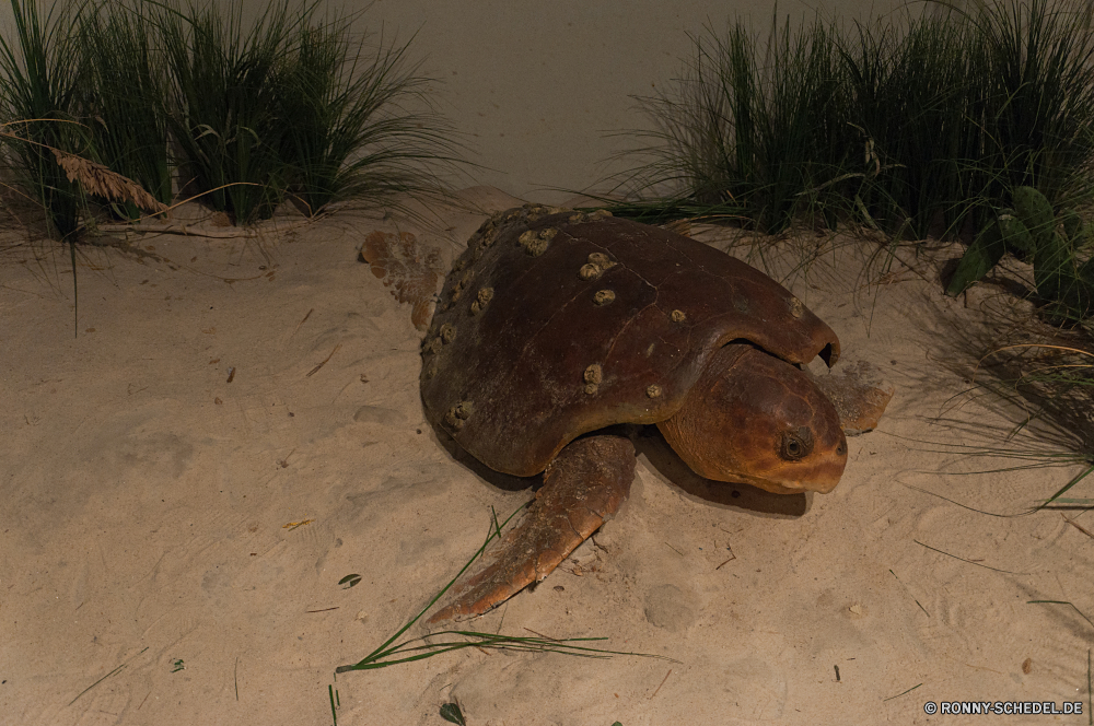 Kennedy Space Center horseshoe crab Gliederfüßer Zitterrochen Strahl Fisch Wirbellose Schildkröte Wasser Meer Unterwasser Meeresschildkröte Ozean Tropischer aquatische Wildtiere Wild exotische Marine Reptil Riff Koralle Organismus Tauchen Urlaub natürliche Schwimmen Reisen Salzwasser Tauchgang gefährliche Kopf Fluss Unechte Karettschildkröte Braun Strand Aquarium closeup Fels bunte Tier Stechrochen Gefahr Schließen Wald schwarz unter Schwanz Essen Felsen im freien Umgebung Schlange gelb Essen hell Auge horseshoe crab arthropod electric ray ray fish invertebrate turtle water sea underwater sea turtle ocean tropical aquatic wildlife wild exotic marine reptile reef coral organism diving vacation natural swim travel saltwater dive dangerous head river loggerhead brown beach aquarium closeup rock colorful animal stingray danger close forest black under tail eat rocks outdoors environment snake yellow food bright eye