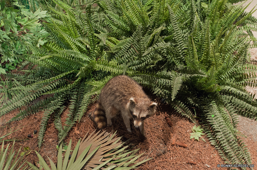 Kennedy Space Center Mungo Säugetier kleinerer panda Pflanze Baum Wild natürliche Wald Tanne Wildtiere Flora Garten im freien Kaktus Nadel Branch Pelz Schließen Bewuchs Kiefer Wachstum Botanik Blatt niedlich Tropischer Blätter Wüste Lemur stachelige Dorn Umgebung Botanischer Landschaft Primas Winter immergrün Farn Wirbelsäule pelzigen Detail scharfe im freien Sommer Belaubung Dekoration closeup Braun außerhalb Pflanzen Park niemand frisch wachsen Farbe Tiere Muster inländische Neu Nadel- Gesicht Tropen Reisen Zoo Kreatur — Wildnis Nase Gartenarbeit Erhaltung dekorative trocken vascular plant exotische Bäume Leben Saison mongoose mammal lesser panda plant tree wild natural forest fir wildlife flora garden outdoor cactus needle branch fur close vegetation pine growth botany leaf cute tropical leaves desert lemur prickly thorn environment botanical landscape primate winter evergreen fern spine furry detail sharp outdoors summer foliage decoration closeup brown outside plants park nobody fresh grow color animals pattern domestic new coniferous face tropics travel zoo creature wilderness nose gardening conservation decorative dry vascular plant exotic trees life season