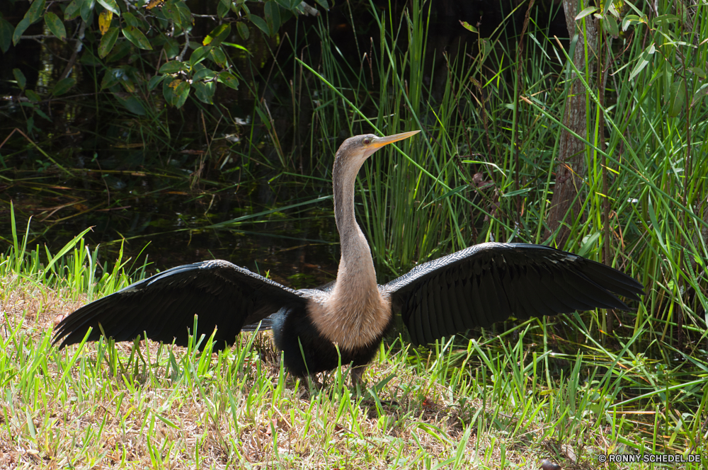 Everglades National Park (Kurzer Trip) Kran Schreitvogel aquatische Vogel Vogel Wildtiere Schnabel Gans Wild Feder Wasser Federn Reiher Vögel Hals Auge Pelikan Wasservögel See Tiere Teich Flügel Flügel Rechnung im freien Fluss Kopf Gras natürliche Storch Strauß Geflügel Vogelgrippe Zoo Trappen Profil anzeigen: im freien schwarz Süden Schwan Meer Tier Schließen Gefieder Gnade Park Tierwelt Schwimmen Reflexion Blaureiher Leben lange Ruhe Familie Angeln groß groß Küste Tropischer fliegen Porträt Gänse stehende Schwimmen Ufer Strand Umgebung eine Bauernhof waten Frühling anmutige Reisen gerade Himmel Erhaltung Reiher friedliche Küste crane wading bird aquatic bird bird wildlife beak goose wild feather water feathers heron birds neck eye pelican waterfowl lake animals pond wing wings bill outdoors river head grass natural stork ostrich fowl avian zoo bustard profile outdoor black south swan sea animal close plumage grace park fauna swim reflection little blue heron life long calm family fishing great tall coastline tropical fly portrait geese standing swimming shore beach environment one farm wading spring graceful travel watching sky conservation egret peaceful coast