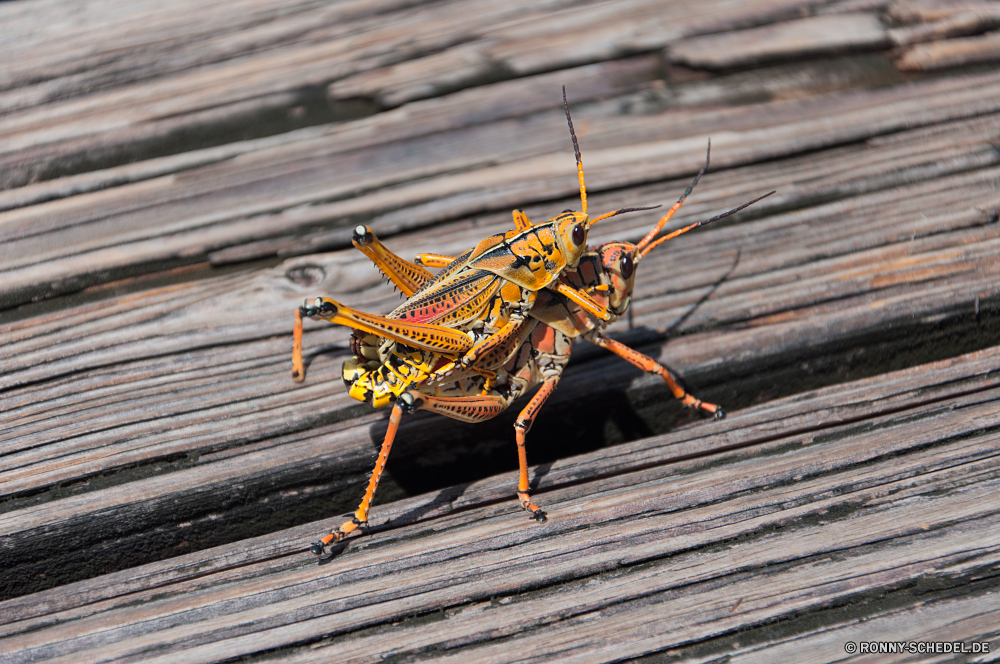 Everglades National Park (Kurzer Trip) Heuschrecke Insekt Gliederfüßer Wirbellose Schließen Fehler Kricket Tier Antenne Wildtiere Blatt Käfer closeup Beine fliegen Bein schwarz Auge natürliche Detail Flügel Wild Tierwelt Kopf Flügel Braun Tiere Entomologie Pest Pflanze Farbe Garten Sommer Biologie fliegen gelb Insekten Klaue Kreatur — gruselig Biss Raubtier Gras Blume beängstigend Frühling Leben Orange im freien Heuschrecke Augen springen Wespe Essen Gefahr Körper grasshopper insect arthropod invertebrate close bug cricket animal antenna wildlife leaf beetle closeup legs fly leg black eye natural detail wing wild fauna head wings brown animals entomology pest plant color garden summer biology flying yellow insects claw creature creepy bite predator grass flower scary spring life orange outdoor locust eyes jump wasp eat danger body