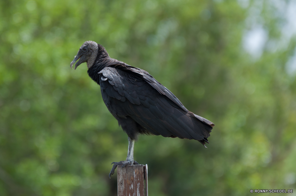 Everglades National Park (Kurzer Trip) Geier Vogel Wildtiere Tier Schnabel Wild Feder Federn fliegen Flügel Flügel schwarz Adler Auge Raubtier Vögel Park fliegen Beute Kopf Flug Baum Erhaltung See im freien Wasser thront Schließen Rechnung Vogelgrippe natürliche Safari Tiere Freiheit Habichtartigen Tierwelt Profil anzeigen: nationalen Glatze Jäger Zoo groß im freien Reisen Gefieder Porträt Himmel frei Leben Umgebung Fluss Braun gefährdet auf der Suche closeup reservieren Gras gelb Bereich Tropischer Falke Nest Arten sitzen vulture bird wildlife animal beak wild feather feathers fly wing wings black eagle eye predator birds park flying prey head flight tree conservation lake outdoors water perched close bill avian natural safari animals freedom bird prey fauna profile national bald hunter zoo great outdoor travel plumage portrait sky free life environment river brown endangered looking closeup reserve grass yellow area tropical hawk nest species sitting