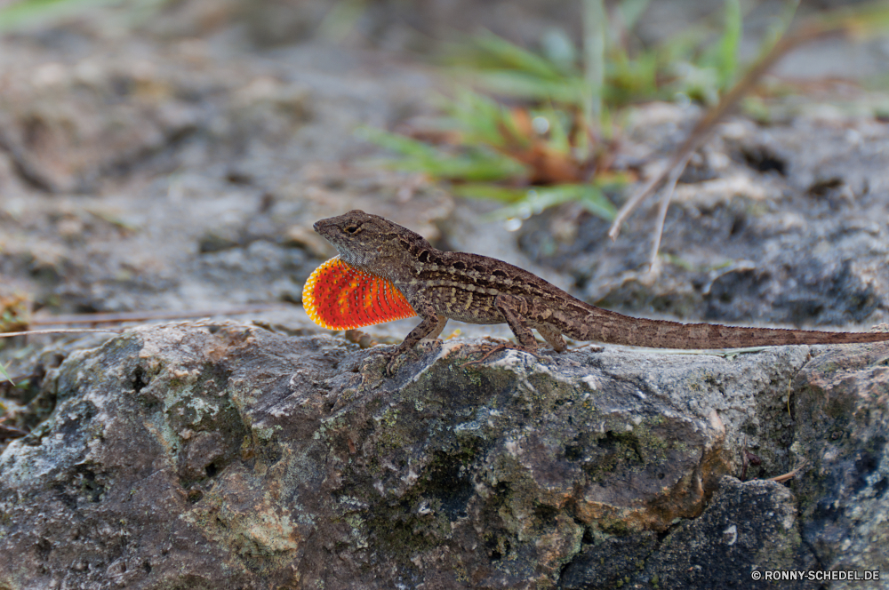 Everglades National Park Eidechse Wildtiere Reptil Wild Vogel Auge Tiere Tropischer Baum Haustier Drache Skala im freien Wasser Fisch exotische Schnabel bunte Fels Leguan u-s Orange Park Vögel Farbe Schwanz Branch im freien Textfreiraum Arten Schließen Zoo Kreatur — Feder auf der Suche Reptilien Wilde Tiere wildes Tier Raubtier aquatische Wald Tierwelt Unterwasser schwarz Wüste Braun Eidechsen Aquarium gefährdet Leben Männchen Erhaltung Felsen closeup Umgebung gelb grau lizard wildlife reptile wild bird eye animals tropical tree pet dragon scale outdoors water fish exotic beak colorful rock iguana u s orange park birds color tail branch outdoor copy space species close zoo creature feather looking reptiles wild animals wild animal predator aquatic forest fauna underwater black desert brown lizards aquarium endangered life male conservation rocks closeup environment yellow gray