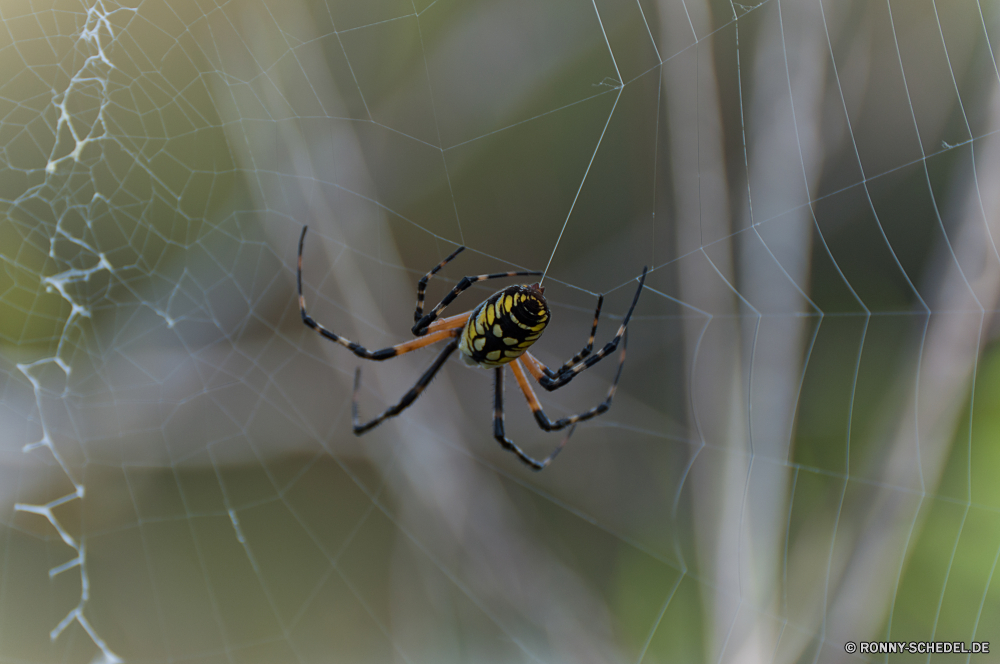 Everglades National Park Spinne Arachnid schwarz und gold Gartenkreuzspinne Gliederfüßer Gartenkreuzspinne Wirbellose Web Insekt Wildtiere Spinnennetz Schließen Scheune-Spinne Muster schwarz Spinnennetz Fehler Trap Gefahr NET- Tier Detail Farbe Raubtier Gestaltung closeup behaarte beängstigend Angst Spinnenphobie gruselig Textur Tropfen Himmel gelb Phobie giftige Wild Netzwerk Tapete Form Technologie gefährliche Beine Hintergründe künstlerische Biss Horror Linie Licht Grafik Digital Dekoration futuristische bunte Kunst hell Wissenschaft spider arachnid black and gold garden spider arthropod garden spider invertebrate web insect wildlife spider web close barn spider pattern black cobweb bug trap danger net animal detail color predator design closeup hairy scary fear arachnophobia creepy texture drops sky yellow phobia poisonous wild network wallpaper shape technology dangerous legs backgrounds artistic bite horror line light graphic digital decoration futuristic colorful art bright science