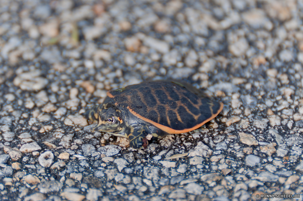 Everglades National Park Schildkröte Reptil Dosenschildkröte Sumpfschildkröte Schale langsam Wildtiere Schildkröte Mud turtle Haustier hart Kreatur — Amphibie Schutz Wild niedlich aquatische Schließen Skala Wasser Kopf Meeresschildkröte Schwimmen Marine Auge Carapax closeup Tropischer Park Meer Teich Gras Tiere Herpetologie hart im freien Zoo Fels Biologie exotische alt Wüste Crawl Rüstung Schild Haustiere Augen Fuß Ozean Zurück Geschwindigkeit Persistenz pflanzenfressenden Geduld Crawlen Arten Männchen Unterwasser trocken Braun Ruhe gelb Textfreiraum Suchen turtle reptile box turtle terrapin shell slow wildlife tortoise mud turtle pet hard creature amphibian protection wild cute aquatic close scale water head sea turtle swim marine eye carapace closeup tropical park sea pond grass animals herpetology tough outdoors zoo rock biology exotic old desert crawl armor shield pets eyes walking ocean back speed persistence herbivorous patience crawling species male underwater dry brown calm yellow copy space look