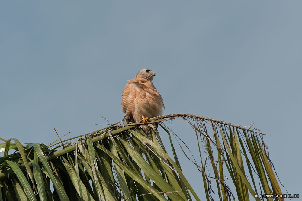 Everglades National Park Kite Falke Vogel Zaunkönig Feld Weizen Himmel Pflanze Ernte Korn Wildtiere Falke Entwicklung des ländlichen Landwirtschaft Golden Ernte gelb Sommer Samen cereal Stroh Landbau natürliche Bauernhof Brot wachsen Schnabel Land Landschaft Wild reif Gold Wirbeltiere Schließen Saison Roggen im freien Landschaft Mais Baum im freien Flügel Auge Freiheit Federn Feder Gras Wachstum sonnig Gerste Land bird of prey Herbst trocken Frühling Raubtier Ohr Umgebung closeup Sonne Wolke Vorbau Tag Adler Branch Essen Kopf Wiese Beute Sonnenlicht Ackerland Flügel Braun Leben Taube Detail gesund Vögel Flug Wolken Jäger Wald Szene Augen Chordatiere frei fliegen Pflanzen Park Licht schwarz Sperling kite hawk bird wren field wheat sky plant harvest grain wildlife falcon rural agriculture golden crop yellow summer seed cereal straw farming natural farm bread grow beak country landscape wild ripe gold vertebrate close season rye outdoor countryside corn tree outdoors wing eye freedom feathers feather grass growth sunny barley land bird of prey autumn dry spring predator ear environment closeup sun cloud stem day eagle branch food head meadow prey sunlight farmland wings brown life dove detail healthy birds flight clouds hunter forest scene eyes chordate free fly plants park light black sparrow