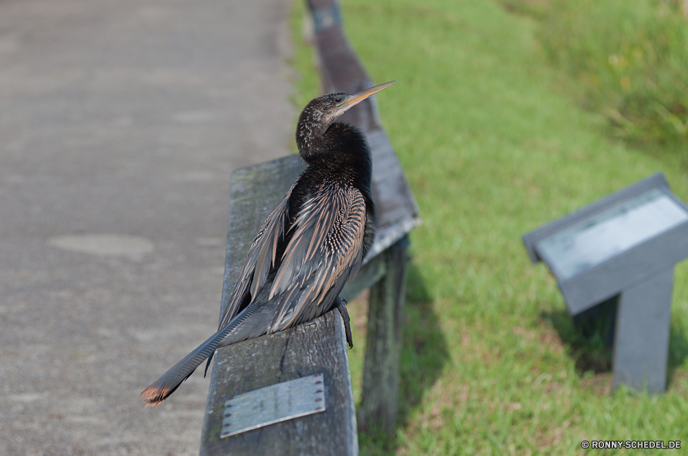 Everglades National Park Vogel Wildtiere Reiher Schnabel Feder Wild Rohrdommel Flügel Schreitvogel Federn Flügel aquatische Vogel Auge Robin Pelikan fliegen Gefieder Vogelhäuschen Drossel Rechnung Starling Wasser Tiere Vögel Vogelgrippe schwarz fliegen Gerät Flug im freien Tierwelt Schließen Ornithologie Leben Porträt Schwanz Blaureiher Braun Park im freien Gras natürliche Freiheit Meer Kopf Baum niedlich Erhaltung Himmel Seevögel Sperling Umgebung gemeinsame Arten Zaunkönig Wildnis Wirbeltiere Everglades gerade Wachtel Tier Profil anzeigen: frei See nationalen closeup Jäger waten Frühling Augen Sommer Uhren Beine Garten gelb Küste Feuchtgebiet Suchen bird wildlife heron beak feather wild bittern wing wading bird feathers wings aquatic bird eye robin pelican fly plumage bird feeder thrush bill starling water animals birds avian black flying device flight outdoors fauna close ornithology life portrait tail little blue heron brown park outdoor grass natural freedom sea head tree cute conservation sky seabird sparrow environment common species wren wilderness vertebrate everglades watching quail animal profile free lake national closeup hunter wading spring eyes summer watch legs garden yellow coast wetland look