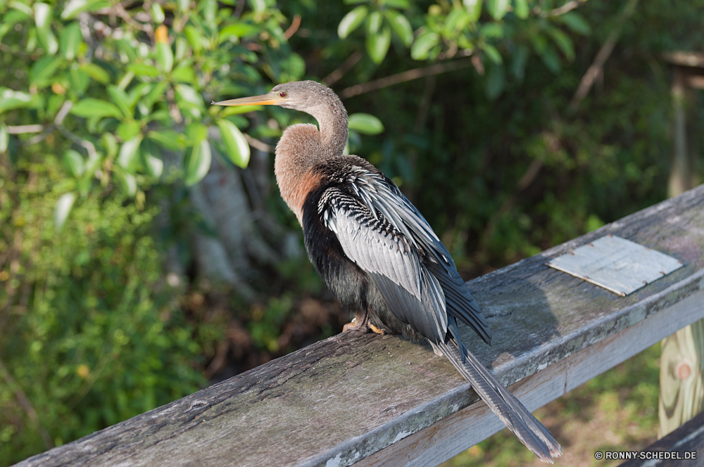 Everglades National Park Blaureiher Reiher Vogel Schreitvogel aquatische Vogel Schnabel Wildtiere Wild Feder Federn Wasser Flügel Flügel Vögel Auge Rechnung fliegen schwarz Hals Tierwelt Baum natürliche Fluss Pelikan Tiere groß Park Gefieder See Kopf Schließen stehende Vogelgrippe Erhaltung Tropischer Ornithologie Leben Teich Angeln im freien Profil anzeigen: Wildnis fliegen im freien lange Sumpf Zoo Flug Schwanz Süden Gras Meer waten Storch Umgebung Safari ruhelosigkeit Beine closeup gelb Porträt Küste Fischer Feuchtgebiet Farbe Ruhe Freiheit nationalen gerade Uhren Essen Ozean Braun grau Reisen little blue heron heron bird wading bird aquatic bird beak wildlife wild feather feathers water wing wings birds eye bill fly black neck fauna tree natural river pelican animals great park plumage lake head close standing avian conservation tropical ornithology life pond fishing outdoor profile wilderness flying outdoors long swamp zoo flight tail south grass sea wading stork environment safari resting legs closeup yellow portrait coast fisher wetland color calm freedom national watching watch eating ocean brown gray travel