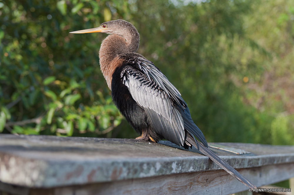 Everglades National Park Blaureiher Reiher Schreitvogel Vogel aquatische Vogel Wildtiere Schnabel Pelikan Federn Feder Flügel Wild Wasser Flügel Vögel Rechnung Auge fliegen Meer See Angeln Gefieder Tiere fliegen Tierwelt schwarz Vogelgrippe Tropischer Leben Fluss natürliche Fisch Kopf Ozean Zoo Flug Beine im freien Braun Strand lange Baum Feuchtgebiet im freien groß stehende Storch Schließen Porträt waten Fischer Sumpf Geflügel Hals gerade Erhaltung Wildnis Reisen Park eine Küste Gras Ornithologie bunte Augen Teich Himmel Profil anzeigen: Bein Ufer Umgebung Ruhe gelb nationalen Farbe nass little blue heron heron wading bird bird aquatic bird wildlife beak pelican feathers feather wings wild water wing birds bill eye fly sea lake fishing plumage animals flying fauna black avian tropical life river natural fish head ocean zoo flight legs outdoor brown beach long tree wetland outdoors great standing stork close portrait wading fisher swamp fowl neck watching conservation wilderness travel park one coast grass ornithology colorful eyes pond sky profile leg shore environment calm yellow national color wet