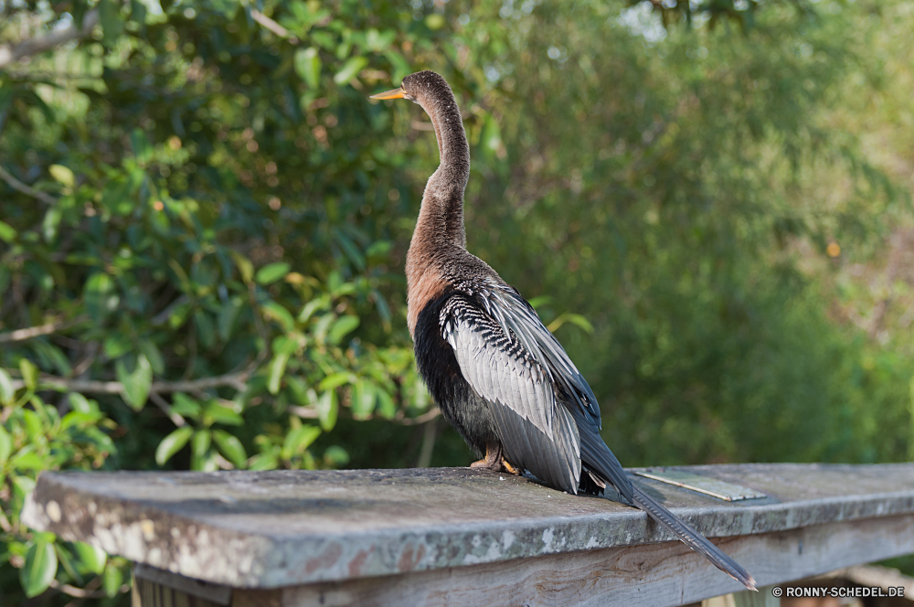 Everglades National Park Blaureiher Reiher Vogel Schreitvogel aquatische Vogel Wildtiere Schnabel Wild Feder Federn Wasser Flügel Vögel Pelikan Flügel Storch fliegen Baum Geier schwarz See im freien Tierwelt Tiere Park Auge Vogelgrippe natürliche Rechnung Fluss Meer Tropischer Profil anzeigen: im freien Reisen Flug Schließen Strand Zoo Erhaltung Gefieder Hals groß Sumpf Kopf Umgebung Safari vertikale Himmel ruhelosigkeit Gras fliegen Leben Süden friedliche Ozean nationalen Szene Küste Wildnis Marabu gefährdet Farbe Küste Aufzuchtbecken Kran eine Landschaft Feuchtgebiet Braun lange Freiheit Frieden Schutz little blue heron heron bird wading bird aquatic bird wildlife beak wild feather feathers water wing birds pelican wings stork fly tree vulture black lake outdoors fauna animals park eye avian natural bill river sea tropical profile outdoor travel flight close beach zoo conservation plumage neck great swamp head environment safari vertical sky resting grass flying life south peaceful ocean national scene coast wilderness marabou endangered color coastline critter crane one landscape wetland brown long freedom peace protection