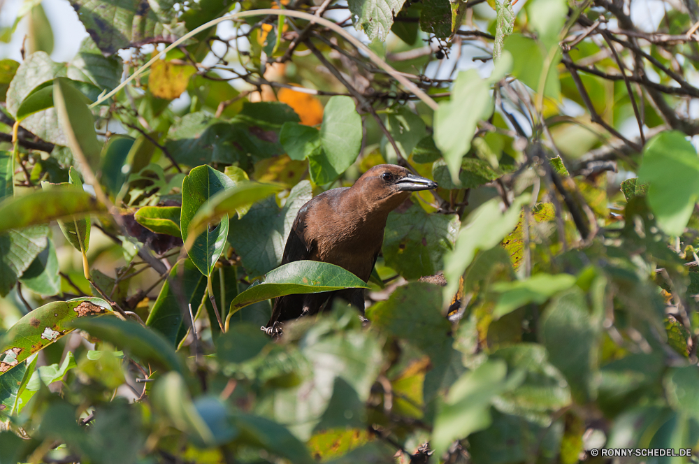 Everglades National Park Zaunkönig Vogel Wildtiere Wirbeltiere Schnabel Wild Baum Feder Flügel Tier Chordatiere Vögel Federn Starling Auge im freien Branch Ornithologie Braun schwarz Schwanz Sperling fliegen Frühling natürliche Garten Tiere Vogelgrippe Flügel Park sitzen Schließen Kopf Leben Rechnung wenig Tierwelt niedlich Küchlein Wald closeup grau Vogelbeobachtung Umgebung Nest Flug Taube Freiheit Singvogel Gefieder Reiher Saison Blatt Pflanze Essen Erhaltung fliegen Drossel Bäume thront hungrige ruhelosigkeit Wasser gelb Sonnenlicht Porträt wren bird wildlife vertebrate beak wild tree feather wing animal chordate birds feathers starling eye outdoors branch ornithology brown black tail sparrow fly spring natural garden animals avian wings park sitting close head life bill little fauna cute nestling forest closeup gray birding environment nest flight dove freedom songbird plumage heron season leaf plant food conservation flying thrush trees perched hungry resting water yellow sunlight portrait