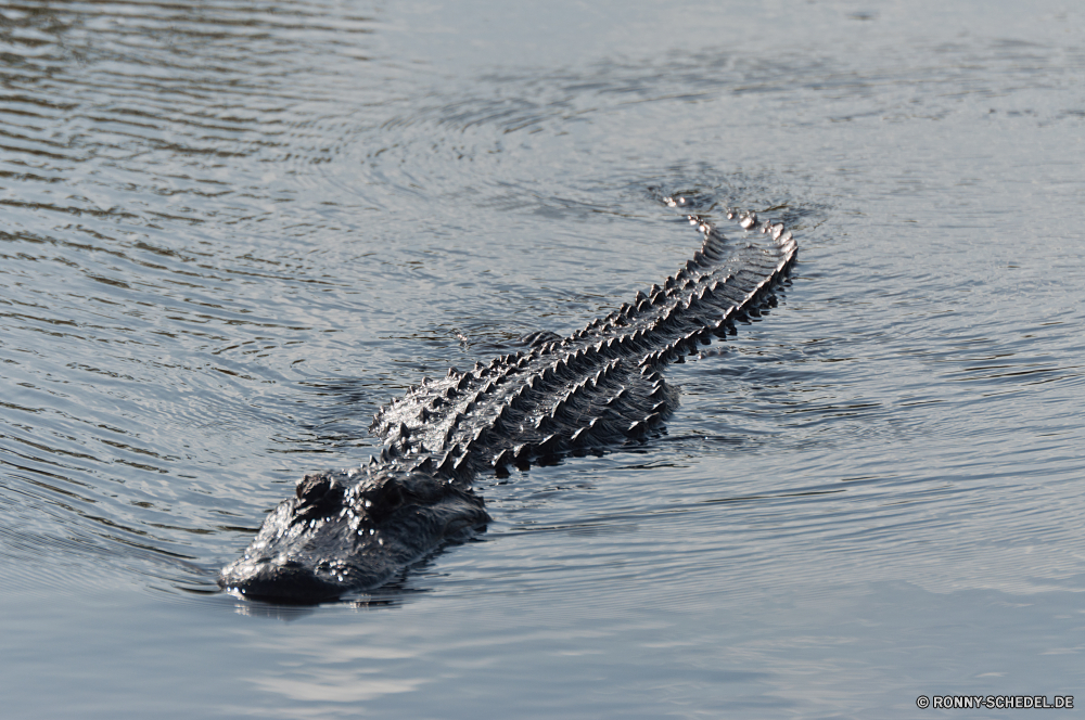 Everglades National Park Alligator Meer Wasser Ozean Küste Reptil Strand Wellen Welle Insel Landschaft Himmel Urlaub Krokodil Ufer Fels Reisen seelandschaft Sand Surf Horizont Sommer Wolken Küste Urlaub Reflexion Tropischer Bucht Felsen Tourismus Schiff Sonne Wolke See Stein landschaftlich natürliche Pazifik Wildtiere Wild Boot Szenerie im freien Berg Sturm sonnig im freien Baum Sonnenuntergang Teich Szene Angeln Steine Berge Ruhe nass Fluss Küstenlinie Tag Küste friedliche Erholung romantische alligator sea water ocean coast reptile beach waves wave island landscape sky vacation crocodile shore rock travel seascape sand surf horizon summer clouds coastline holiday reflection tropical bay rocks tourism ship sun cloud lake stone scenic natural pacific wildlife wild boat scenery outdoor mountain storm sunny outdoors tree sunset pond scene fishing stones mountains calm wet river shoreline day coastal peaceful recreation romantic