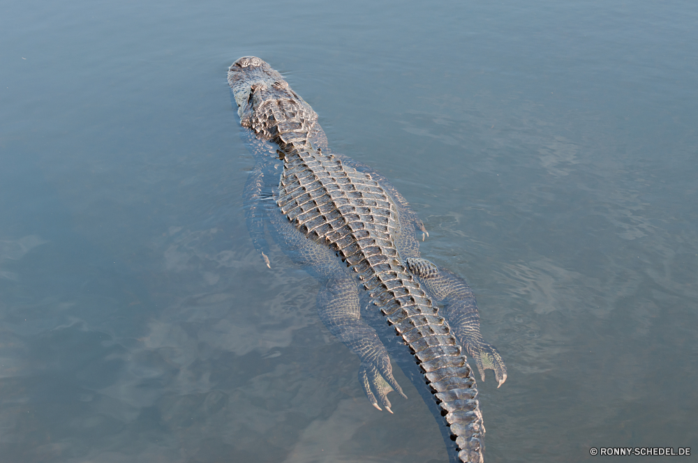 Everglades National Park Alligator Reptil Wasser Meer Krokodil Ozean Wildtiere Landschaft Wild Fels Reisen Küste Sommer Himmel seelandschaft im freien Strand Fluss Wolken Teich gefährliche Reflexion Welle Urlaub Mund Textfreiraum Sonne Eidechse Wellen Tropischer See Tourismus Szene Baum nass Jäger Raubtier Bucht Küste natürliche Stein Tiere Insel ruhige Umgebung Sonnenlicht Farbe Berg Zahn Licht Skala Augen sonnig Zähne Wildnis Ufer Berge Gefahr Horizont landschaftlich kalt Zoo im freien Haut Felsen Szenerie Sonnenuntergang Urlaub Auge Tag alligator reptile water sea crocodile ocean wildlife landscape wild rock travel coast summer sky seascape outdoors beach river clouds pond dangerous reflection wave vacation mouth copy space sun lizard waves tropical lake tourism scene tree wet hunter predator bay coastline natural stone animals island tranquil environment sunlight color mountain tooth light scale eyes sunny teeth wilderness shore mountains danger horizon scenic cold zoo outdoor skin rocks scenery sunset holiday eye day